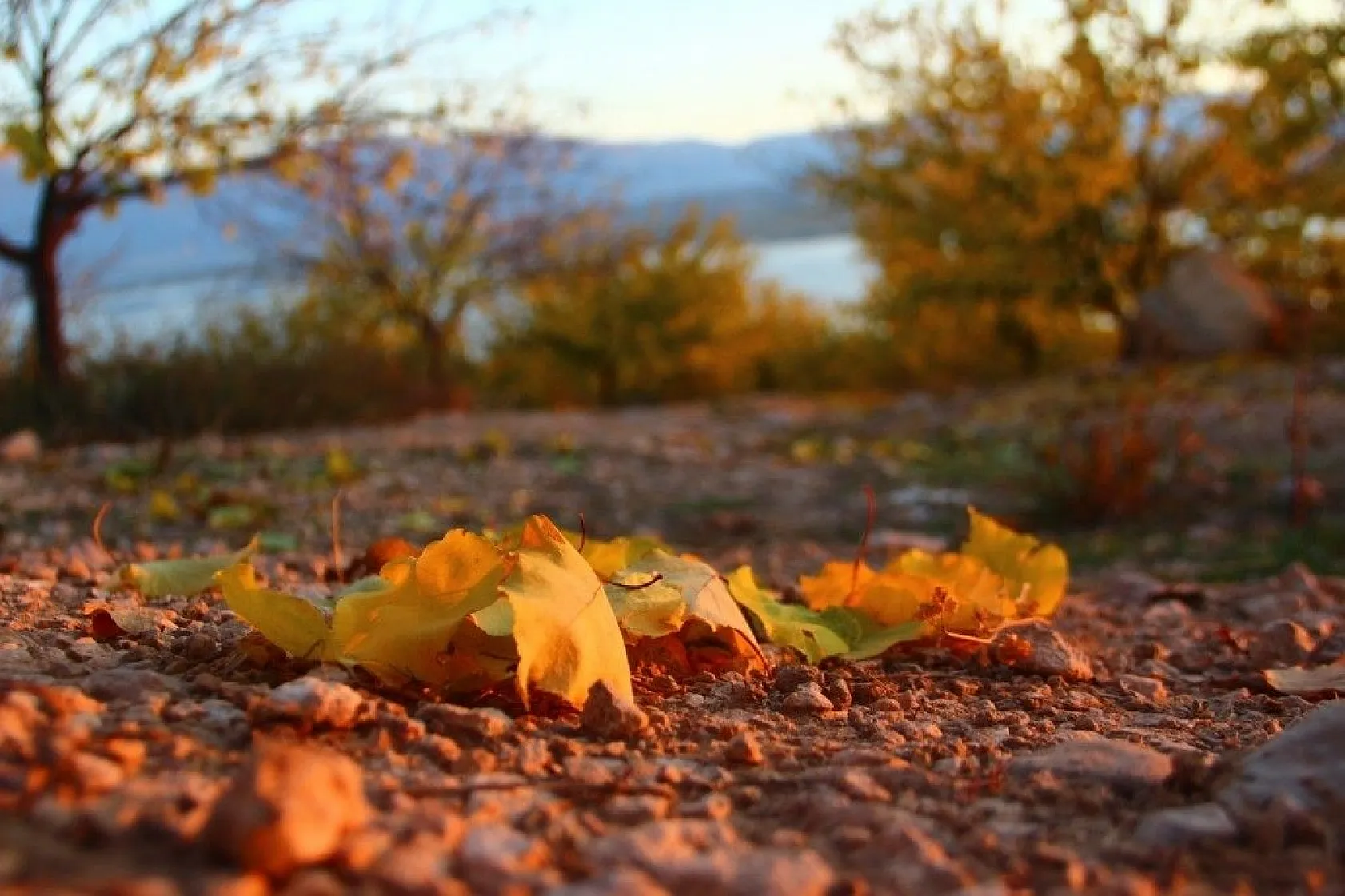 Altın yaprakların muhteşem görsel şöleni
