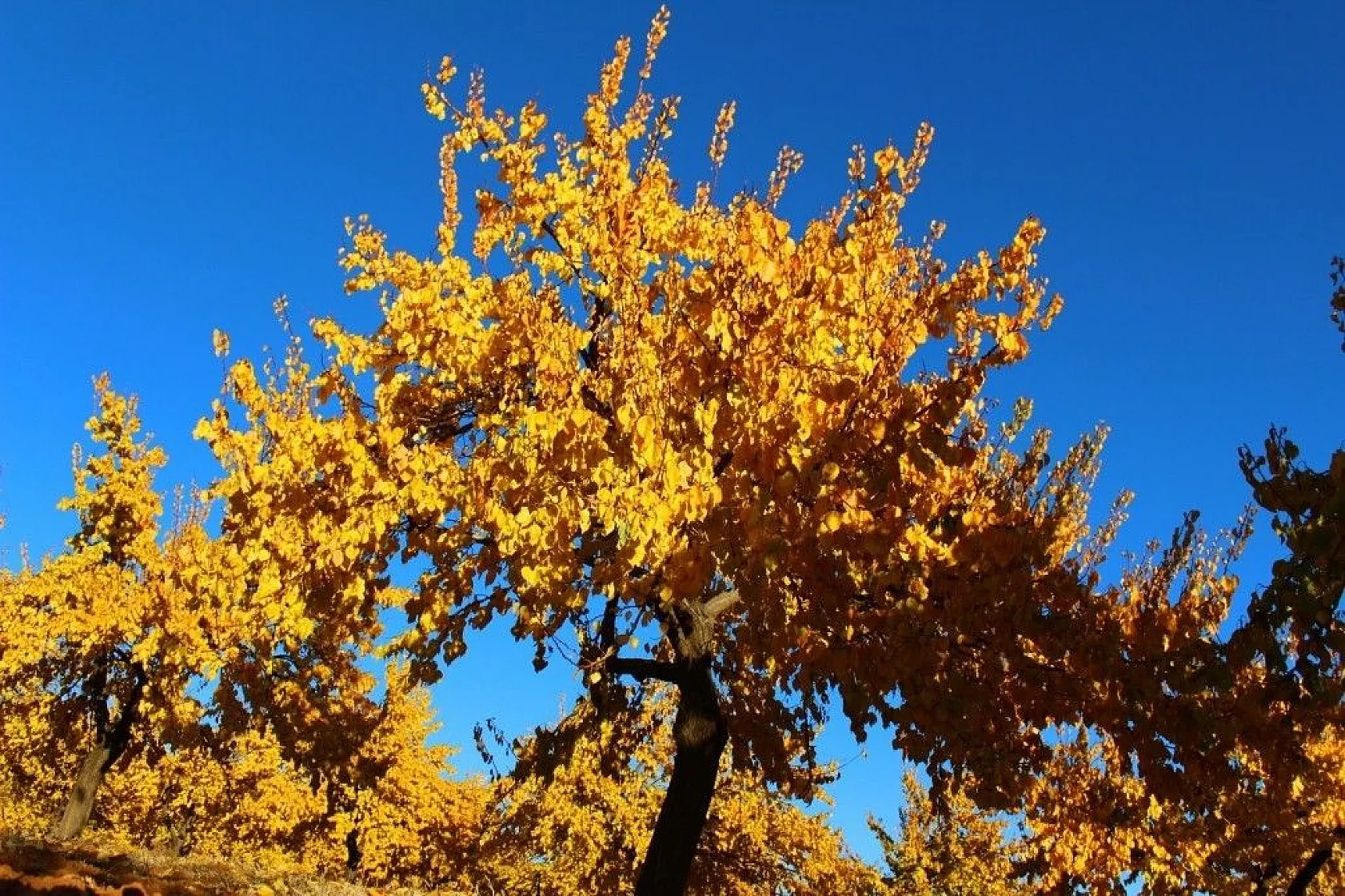 Altın yaprakların muhteşem görsel şöleni