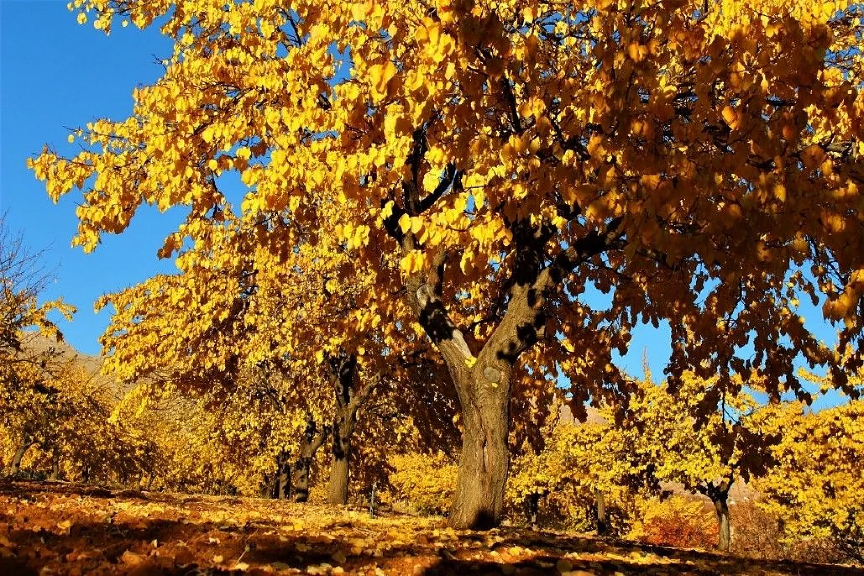 Altın yaprakların muhteşem görsel şöleni