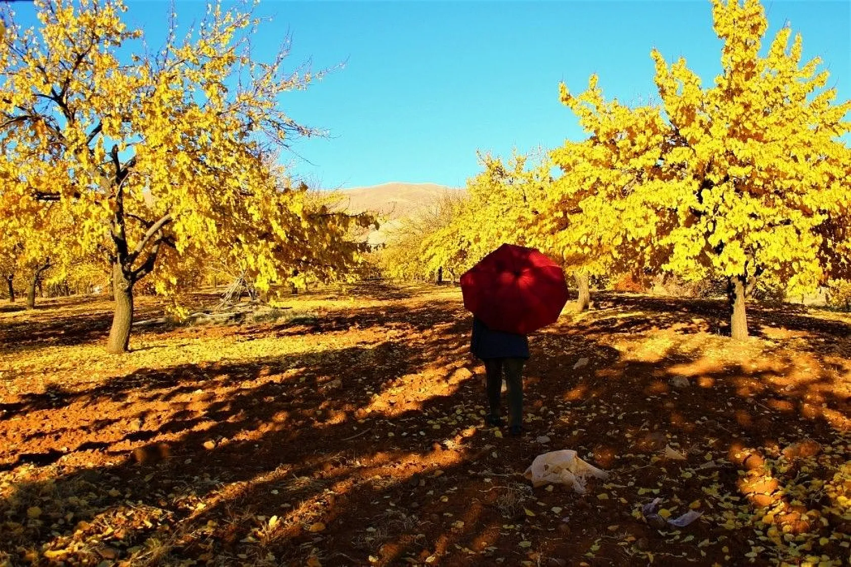 Altın yaprakların muhteşem görsel şöleni
