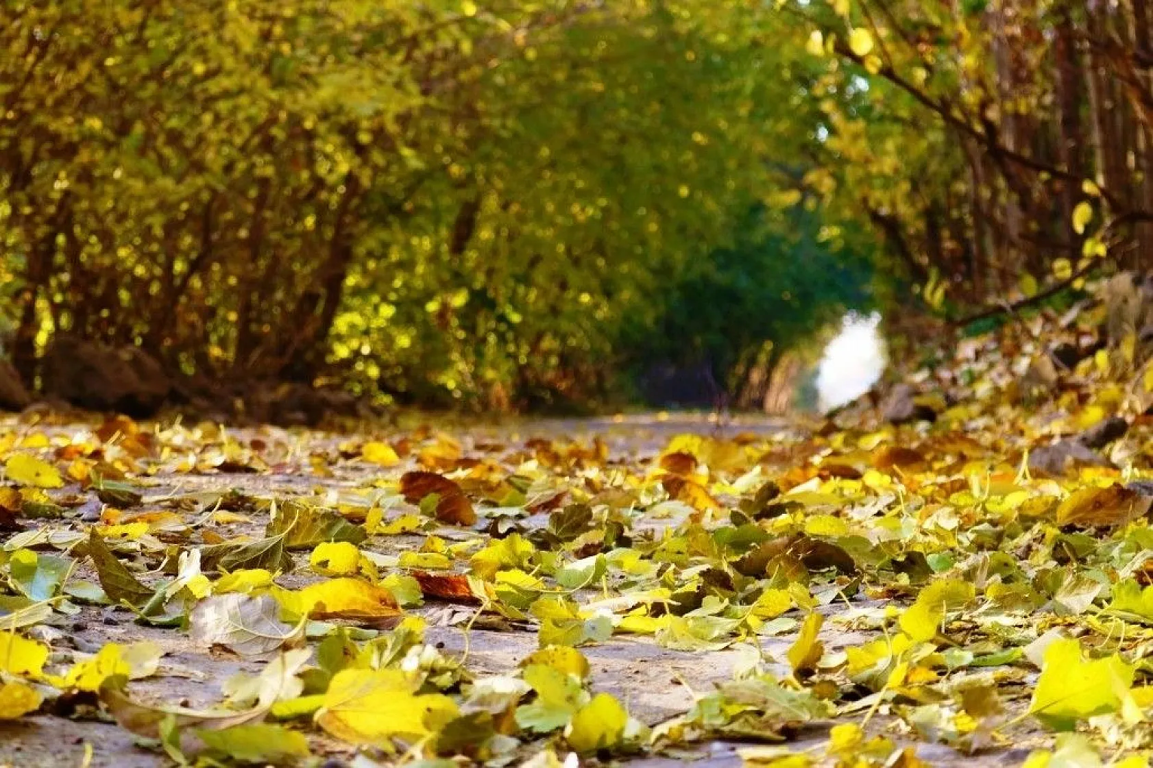 Diyarbakır'da sonbahar güzellikleri