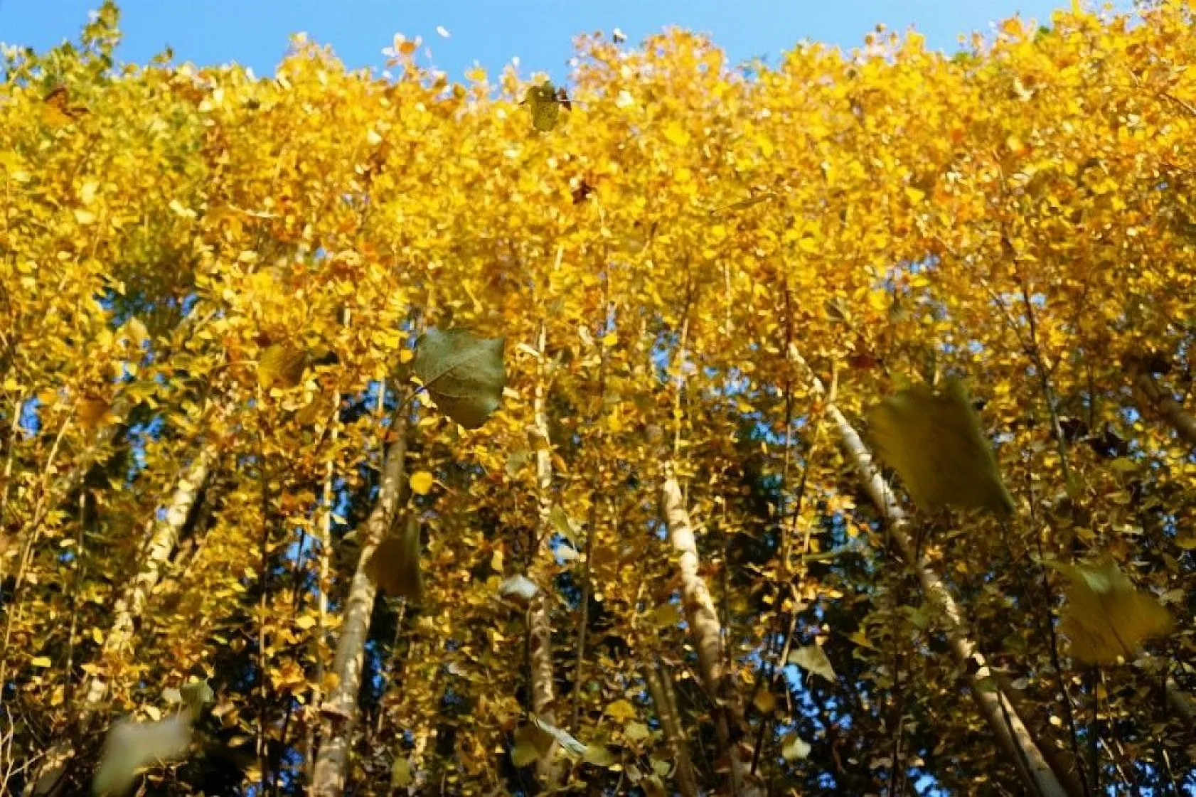 Diyarbakır'da sonbahar güzellikleri