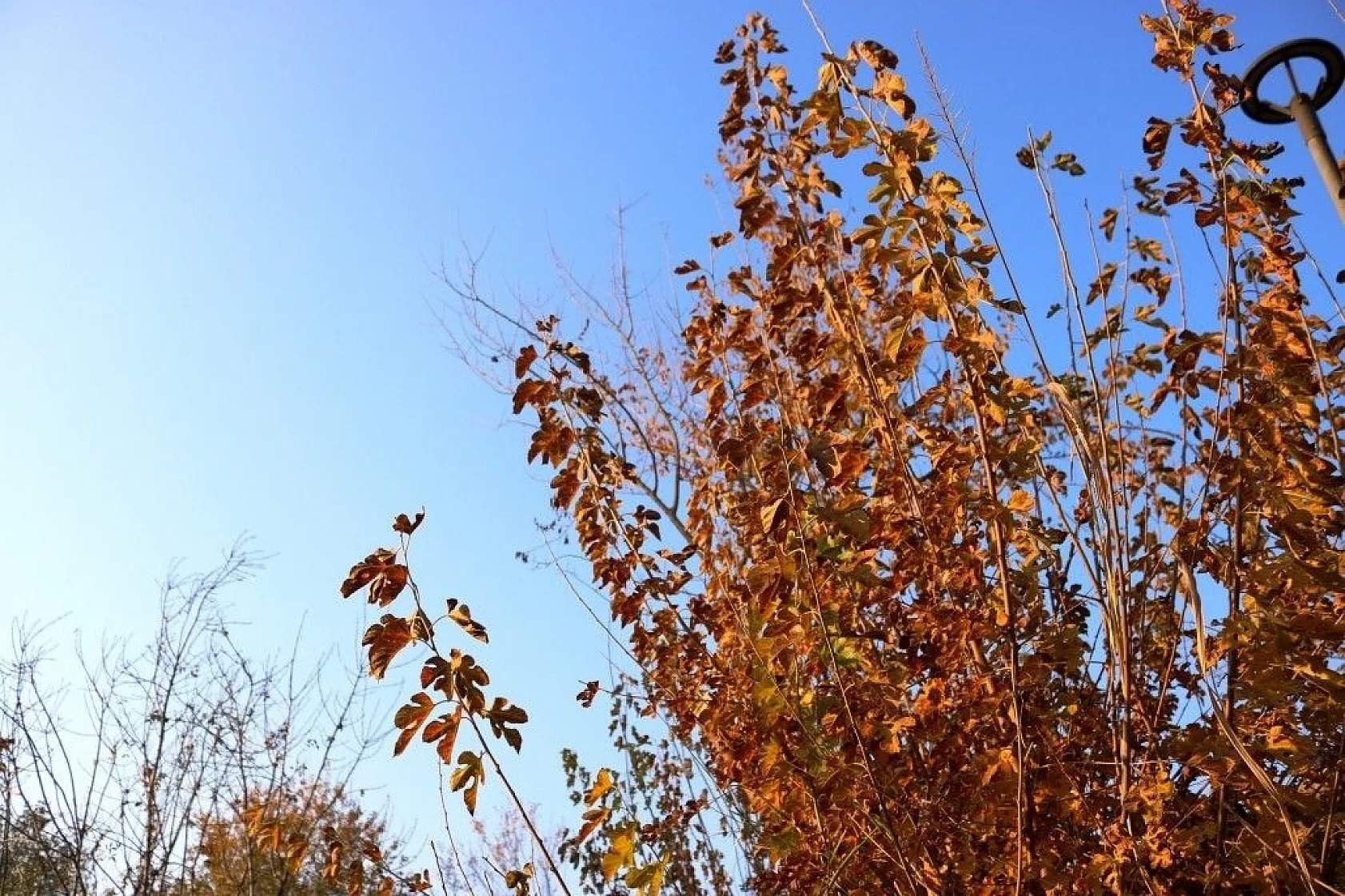 Diyarbakır'da sonbahar güzellikleri