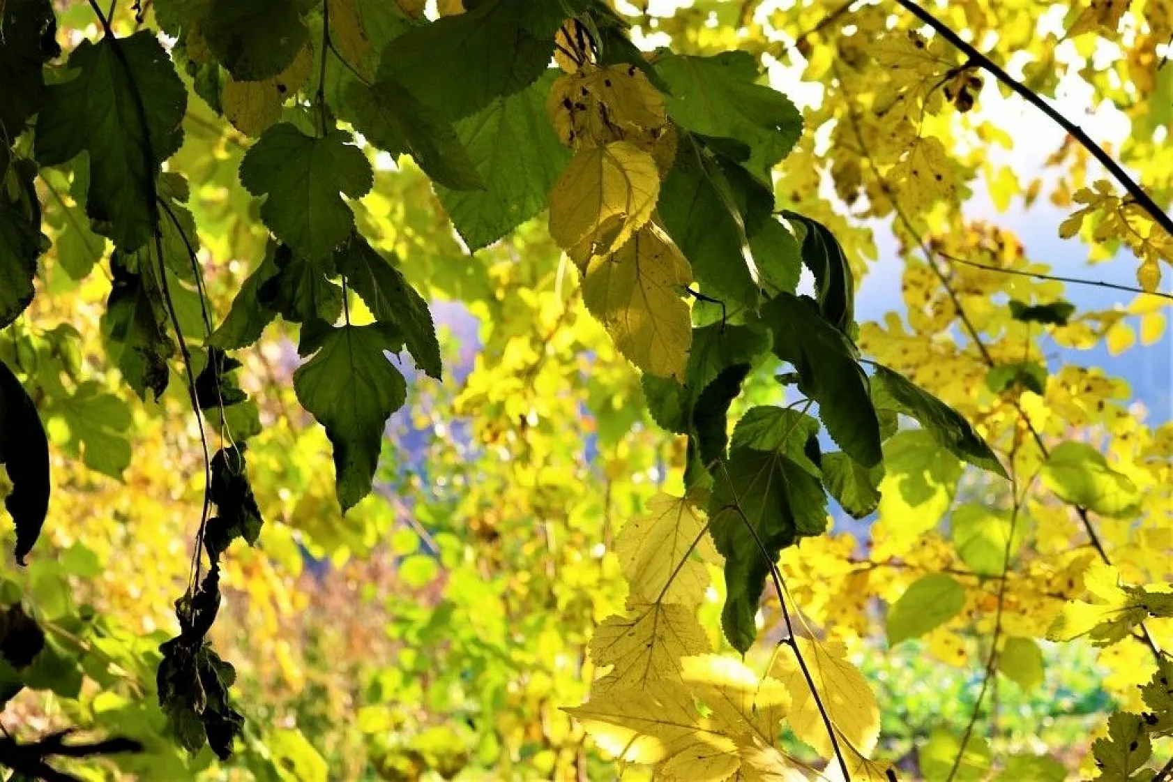 Diyarbakır'da sonbahar güzellikleri