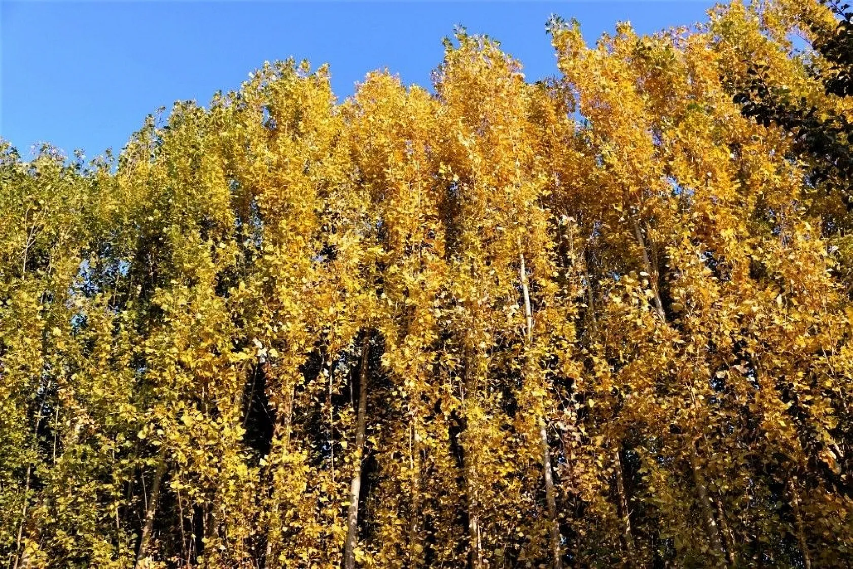 Diyarbakır'da sonbahar güzellikleri