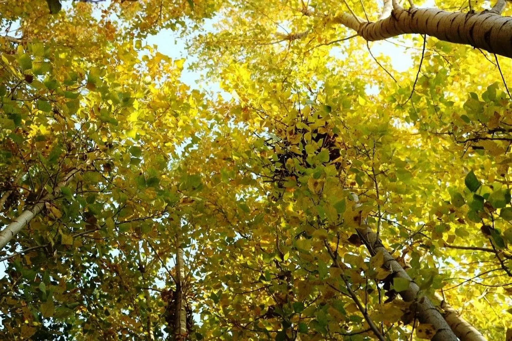 Diyarbakır'da sonbahar güzellikleri