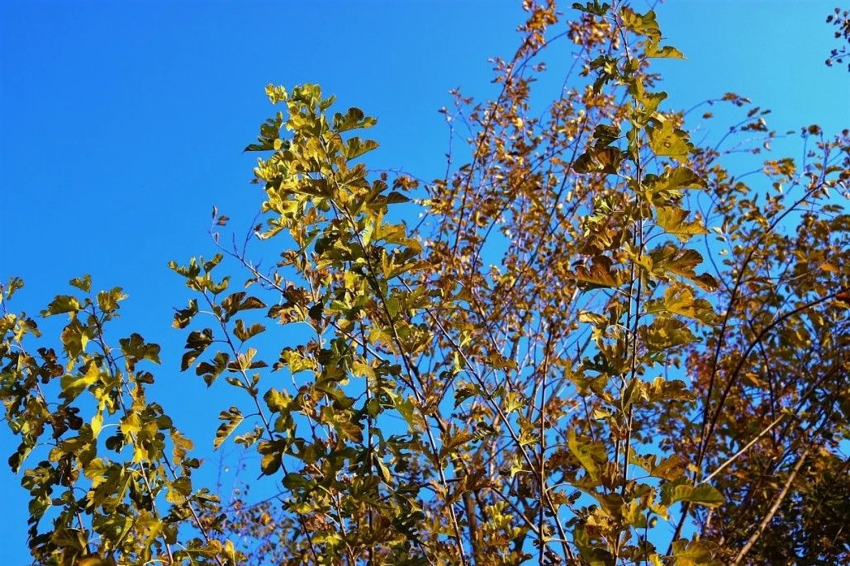 Diyarbakır'da sonbahar güzellikleri