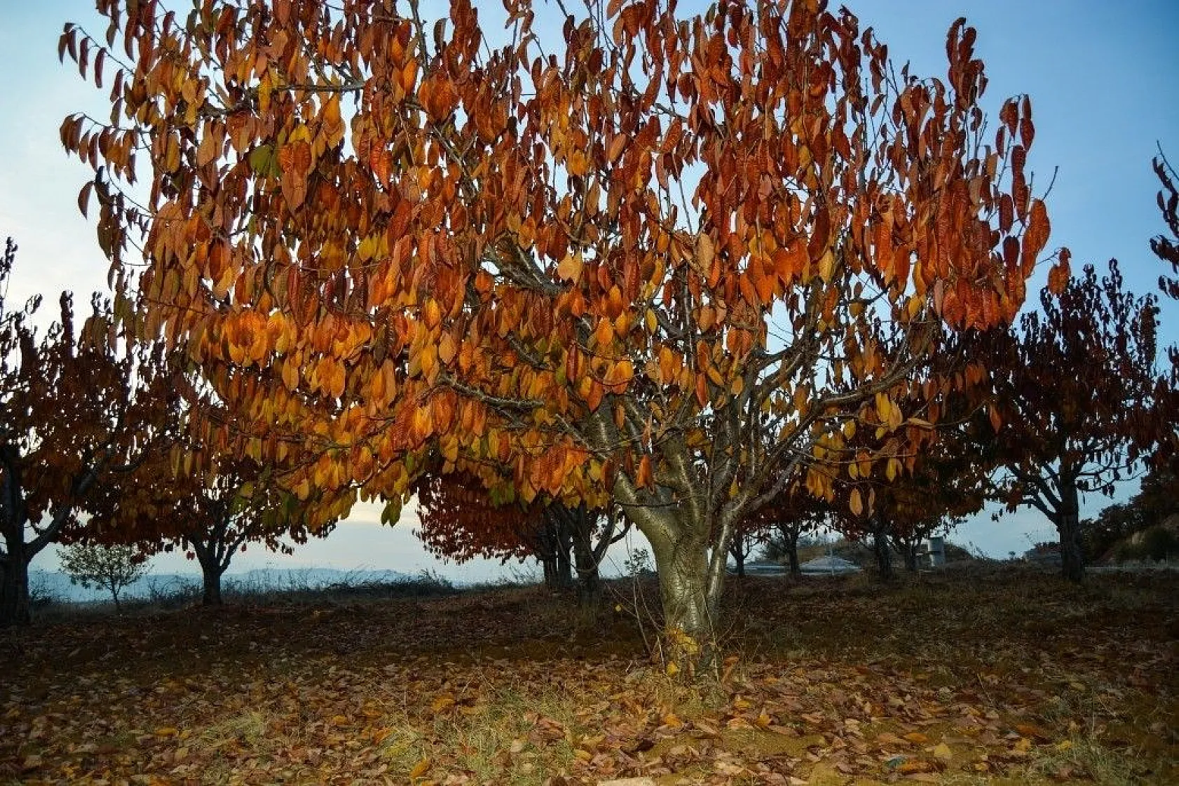 Gördes'te kartpostallık sonbahar manzaraları