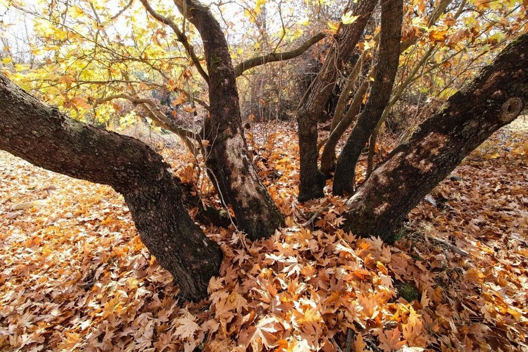 Gördes'te kartpostallık sonbahar manzaraları