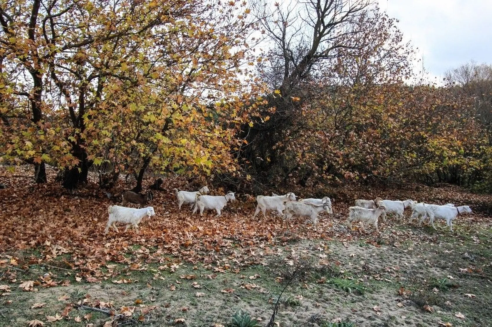 Gördes'te kartpostallık sonbahar manzaraları