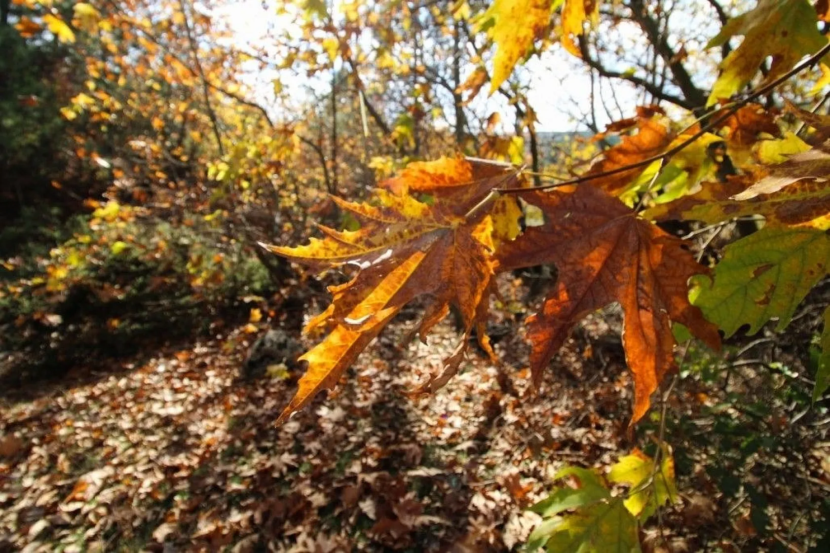 Gördes'te kartpostallık sonbahar manzaraları