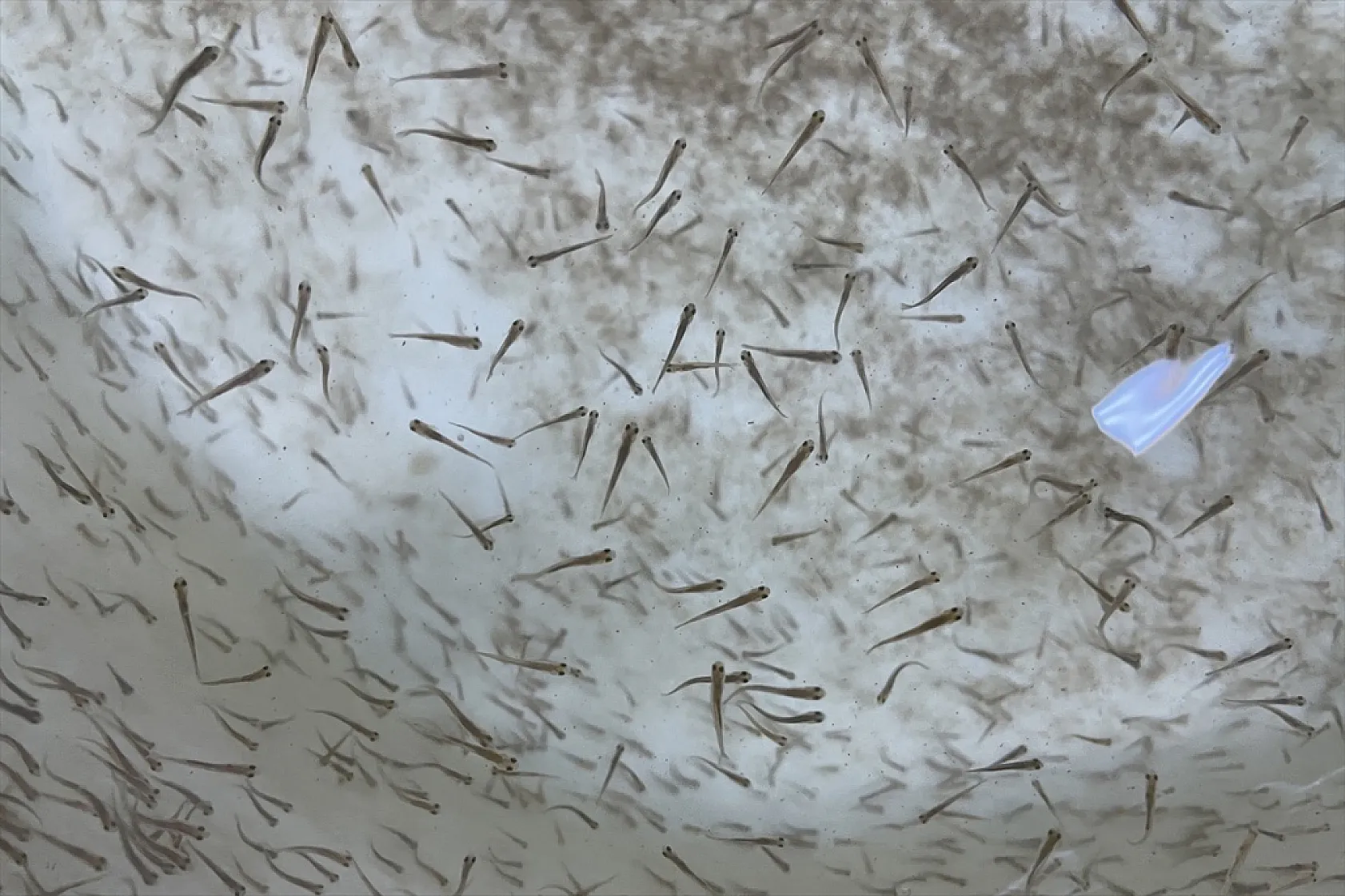 Elazığ'da bu yıl 700 bin siraz balığı yavrusu ekonomiye kazandırılacak