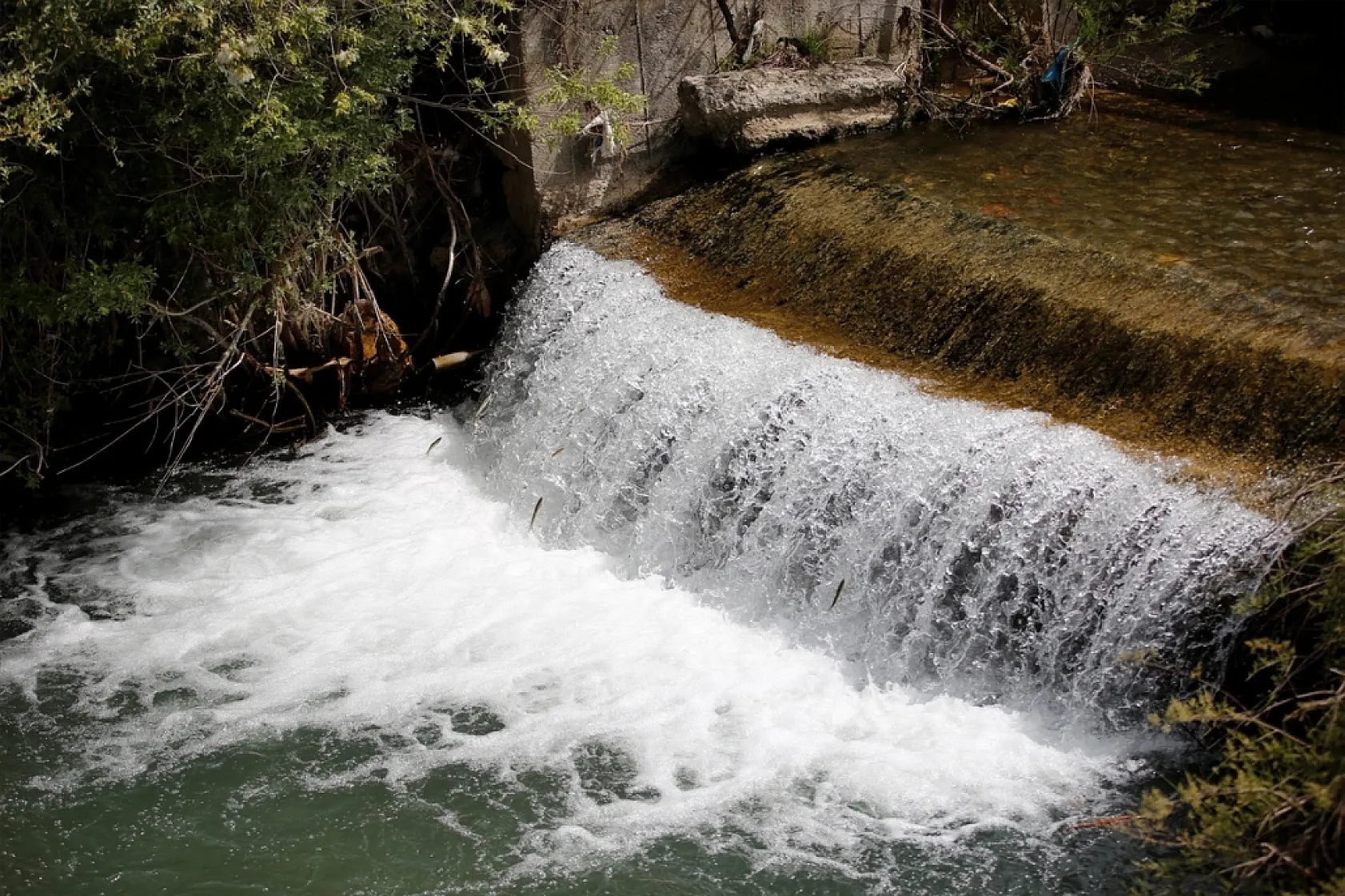 Elazığ'da bu yıl 700 bin siraz balığı yavrusu ekonomiye kazandırılacak