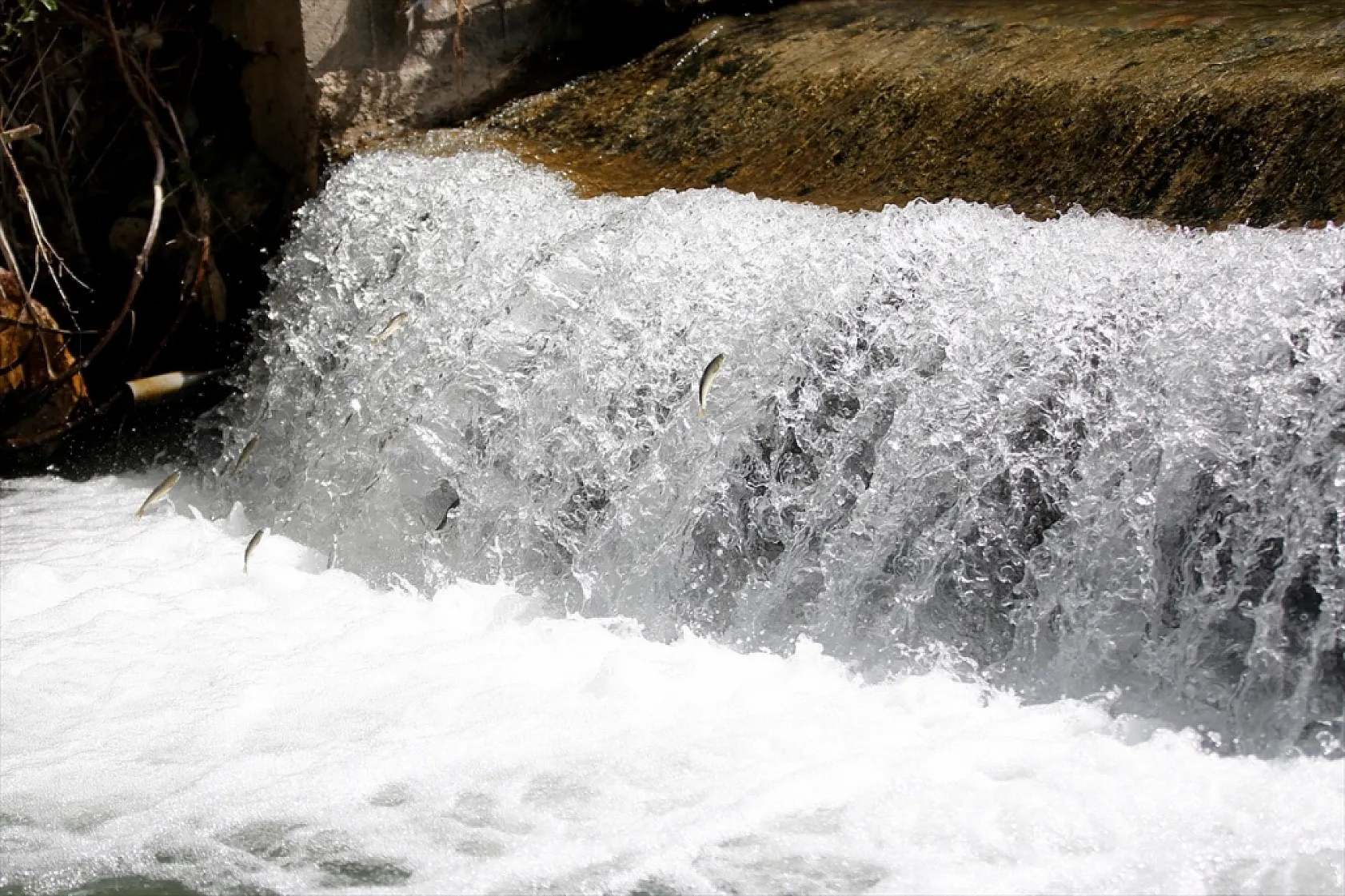 Elazığ'da bu yıl 700 bin siraz balığı yavrusu ekonomiye kazandırılacak