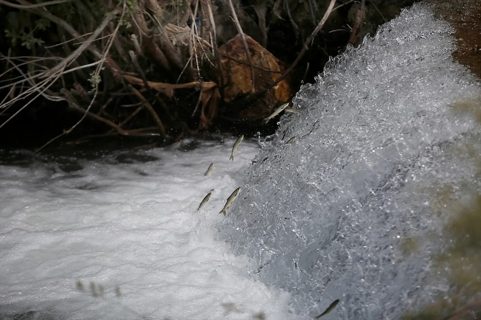 Elazığ'da bu yıl 700 bin siraz balığı yavrusu ekonomiye kazandırılacak