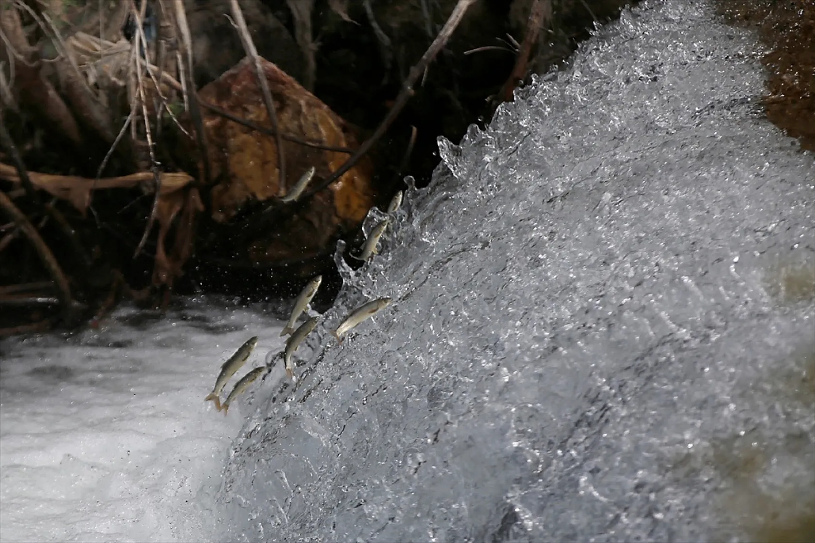 Elazığ'da bu yıl 700 bin siraz balığı yavrusu ekonomiye kazandırılacak