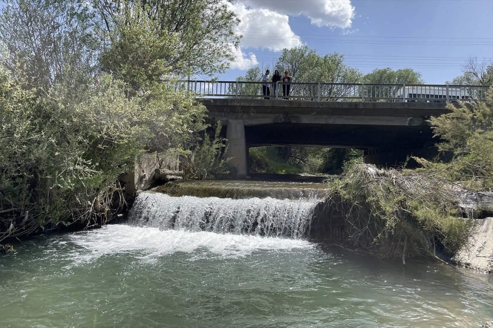Elazığ'da bu yıl 700 bin siraz balığı yavrusu ekonomiye kazandırılacak