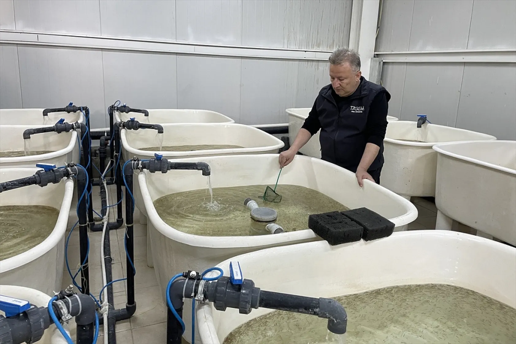 Elazığ'da bu yıl 700 bin siraz balığı yavrusu ekonomiye kazandırılacak