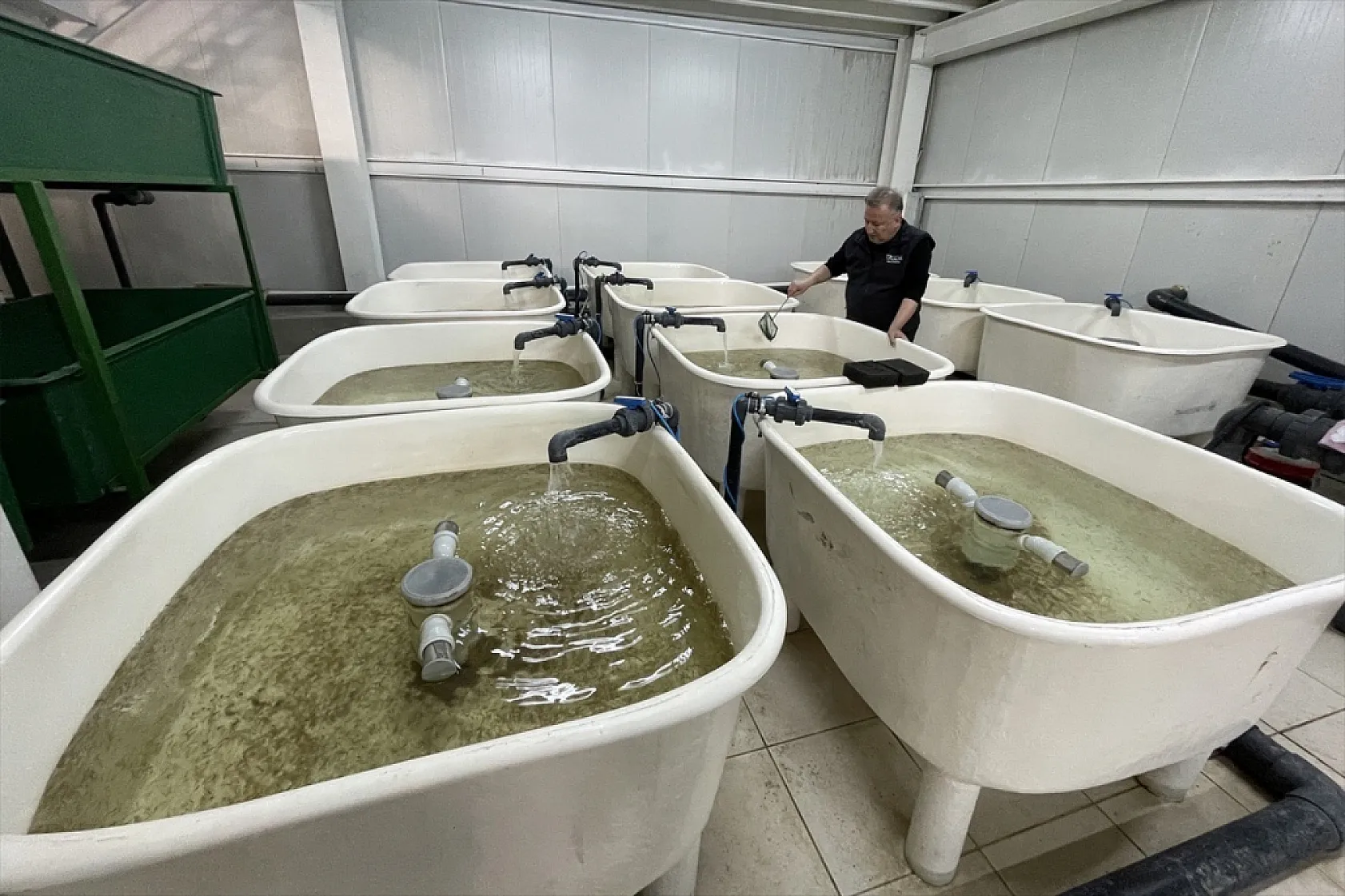 Elazığ'da bu yıl 700 bin siraz balığı yavrusu ekonomiye kazandırılacak