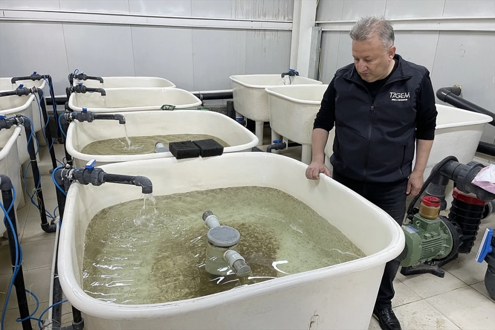 Elazığ'da bu yıl 700 bin siraz balığı yavrusu ekonomiye kazandırılacak