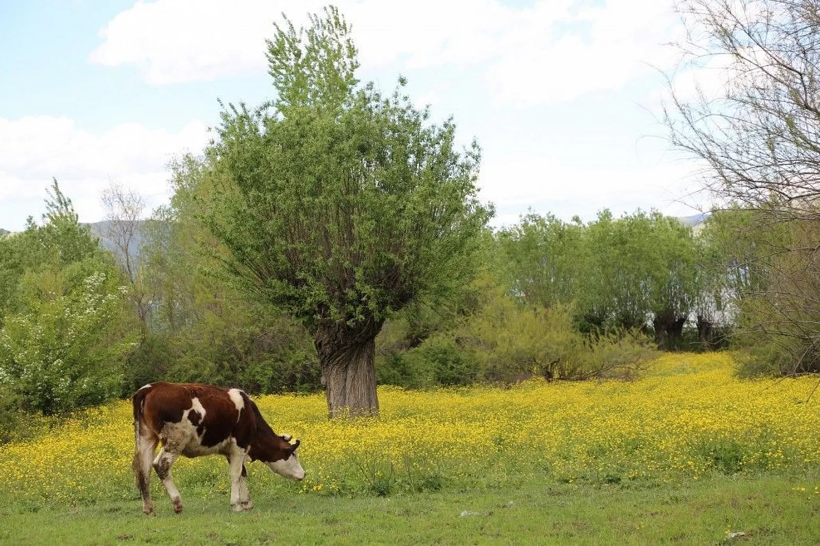 Son zamanlarda çekilen kartpostallık muhteşem Elazığ fotoğrafları...
