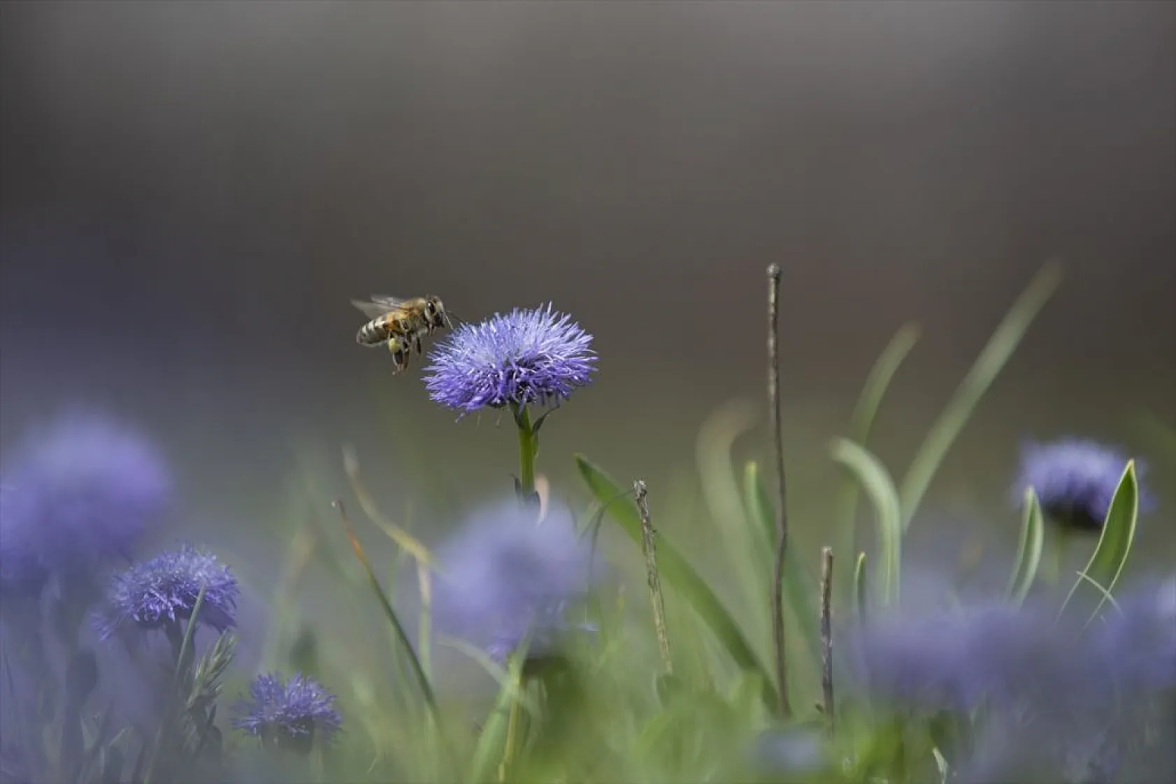 Tunceli'de ilkbaharın gelişiyle dağ ve ormanlarda yabani çiçekler açtı