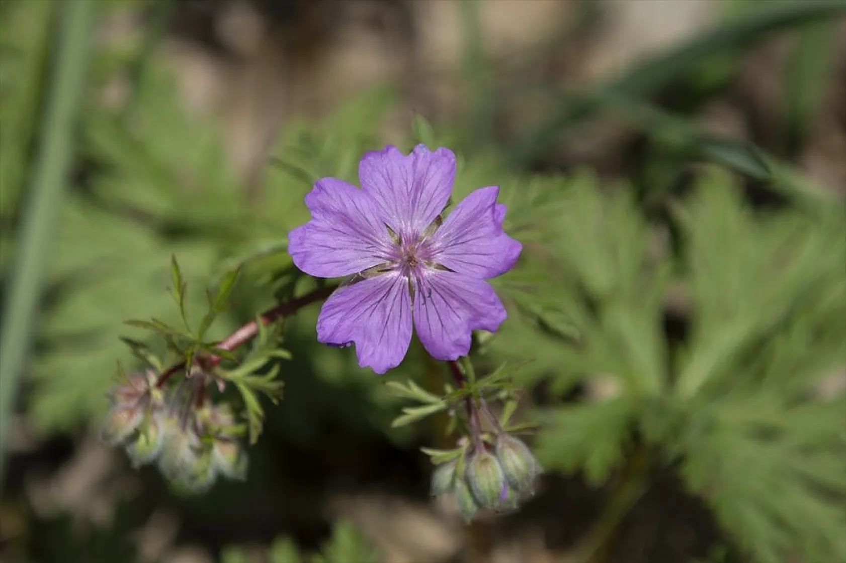Tunceli'de ilkbaharın gelişiyle dağ ve ormanlarda yabani çiçekler açtı