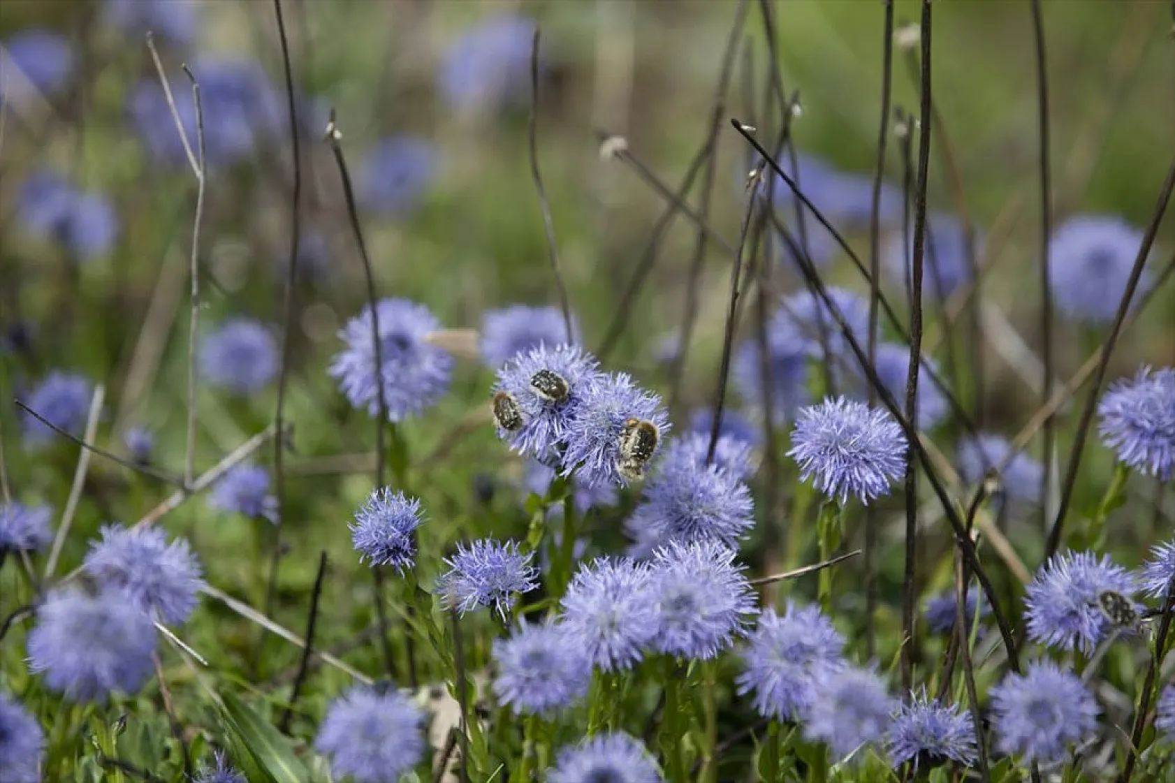Tunceli'de ilkbaharın gelişiyle dağ ve ormanlarda yabani çiçekler açtı