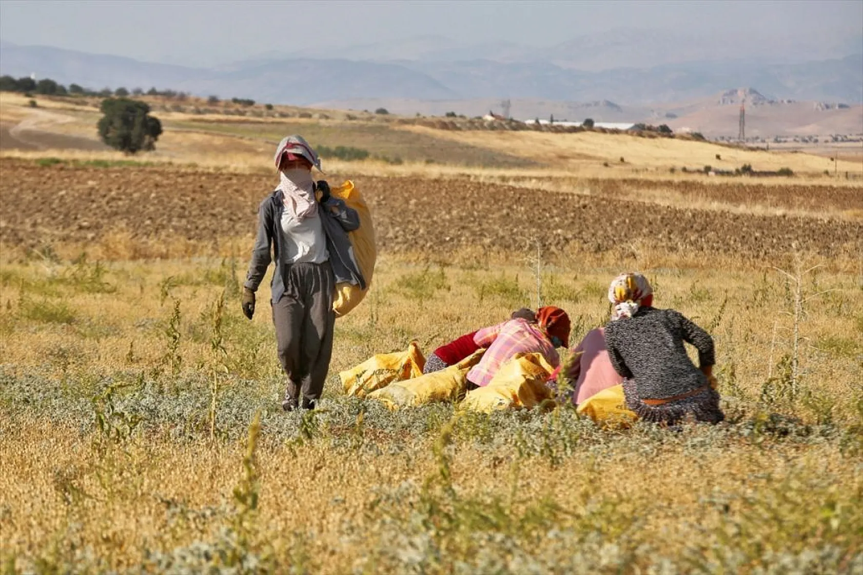 Kadınların bunaltıcı sıcakta çörek otu mesaisi