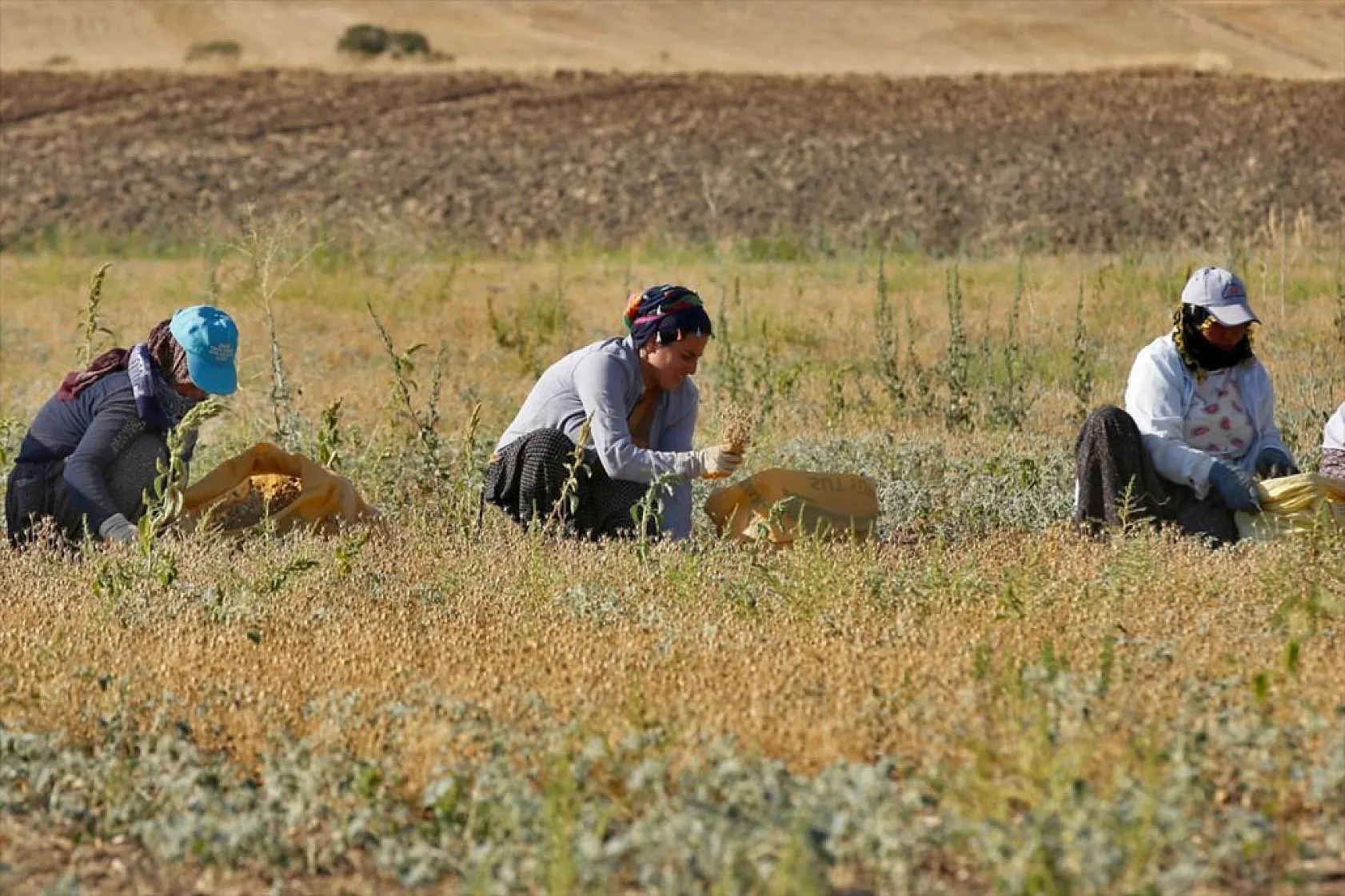 Kadınların bunaltıcı sıcakta çörek otu mesaisi