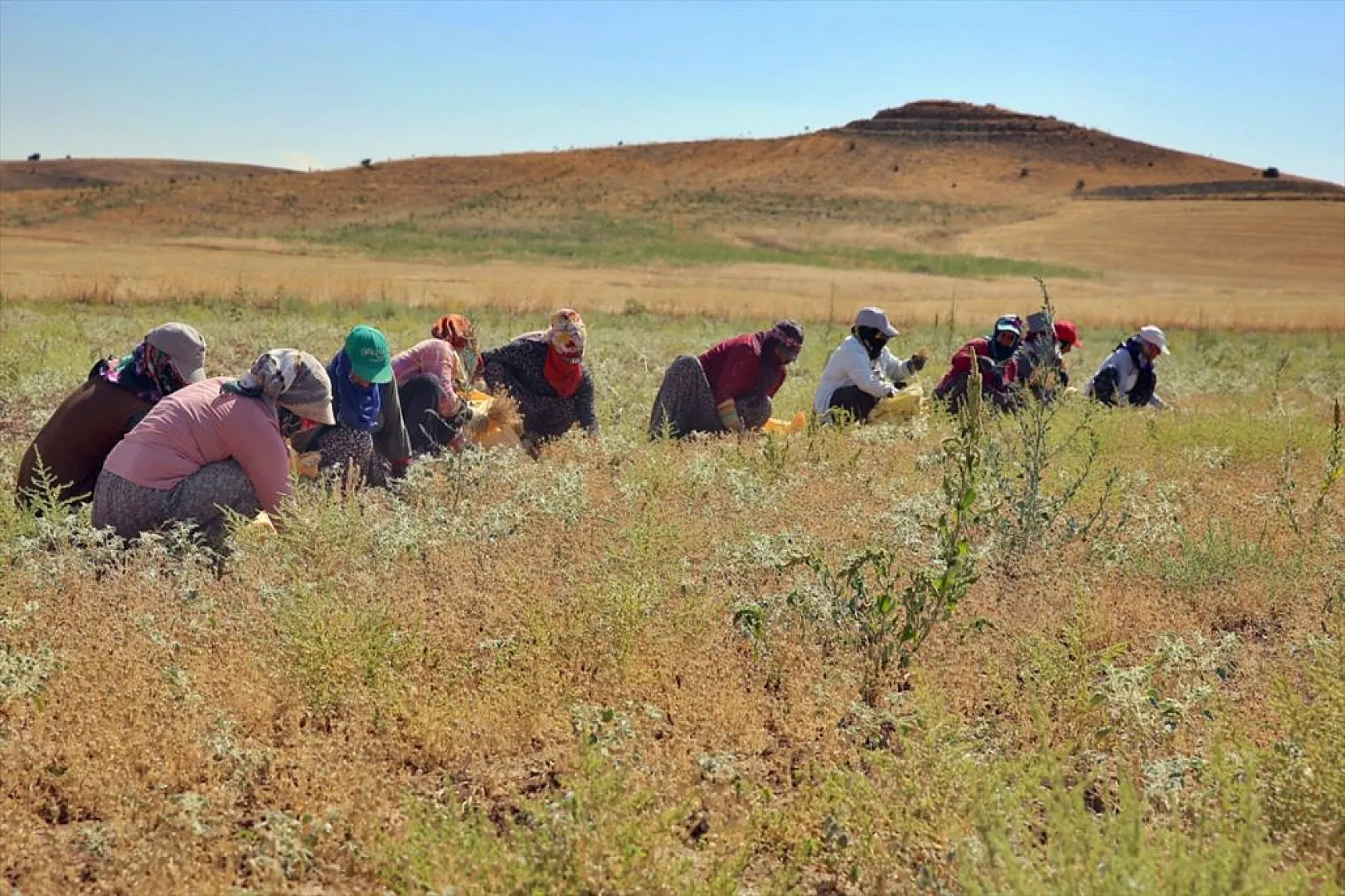 Kadınların bunaltıcı sıcakta çörek otu mesaisi