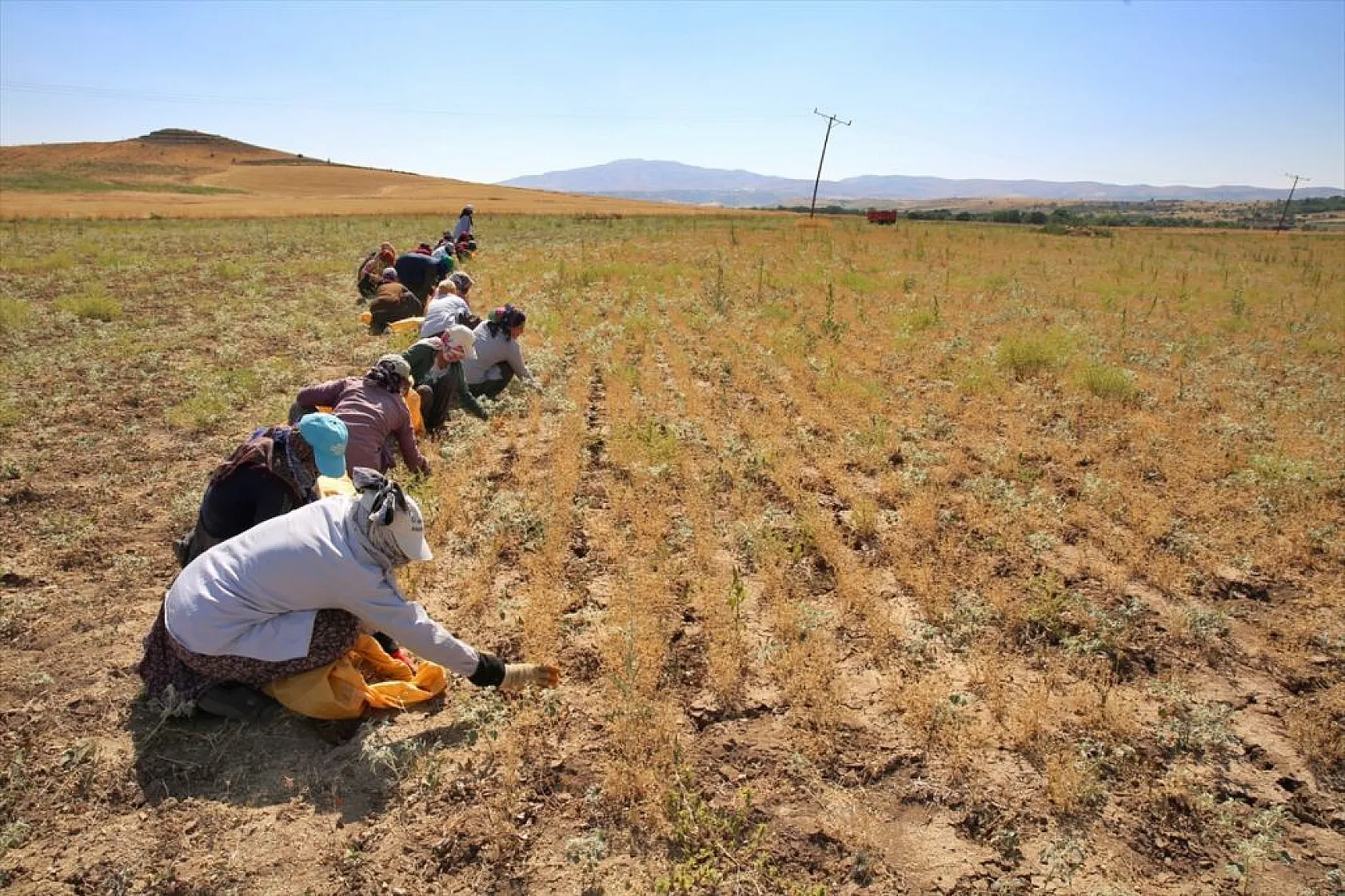 Kadınların bunaltıcı sıcakta çörek otu mesaisi