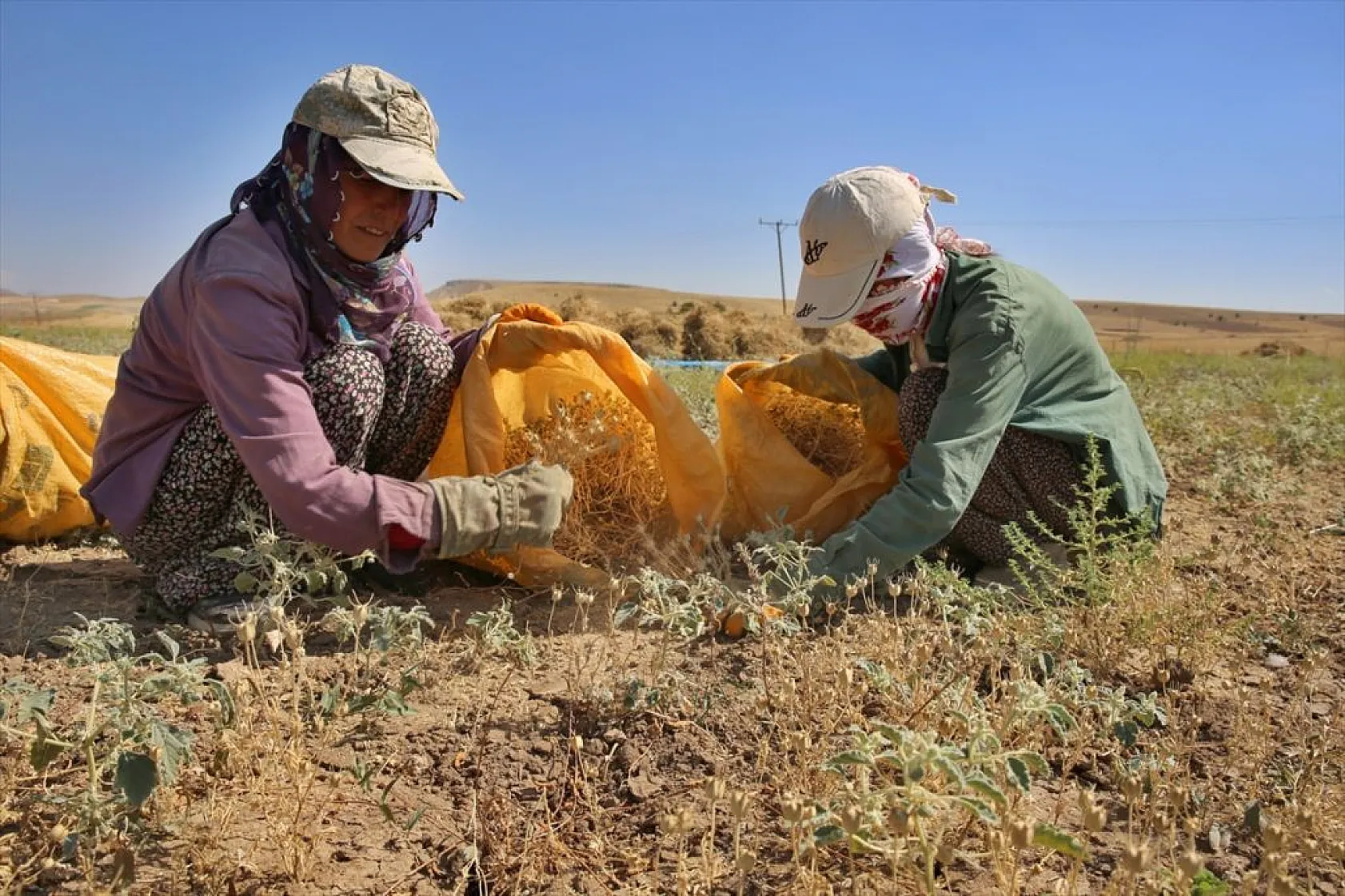 Kadınların bunaltıcı sıcakta çörek otu mesaisi