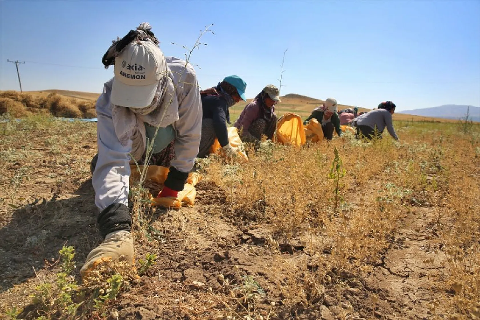 Kadınların bunaltıcı sıcakta çörek otu mesaisi
