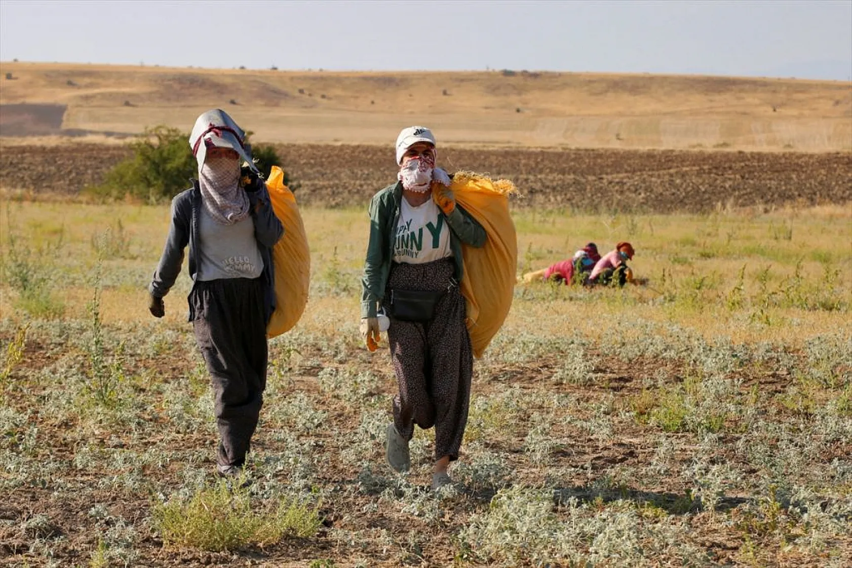 Kadınların bunaltıcı sıcakta çörek otu mesaisi