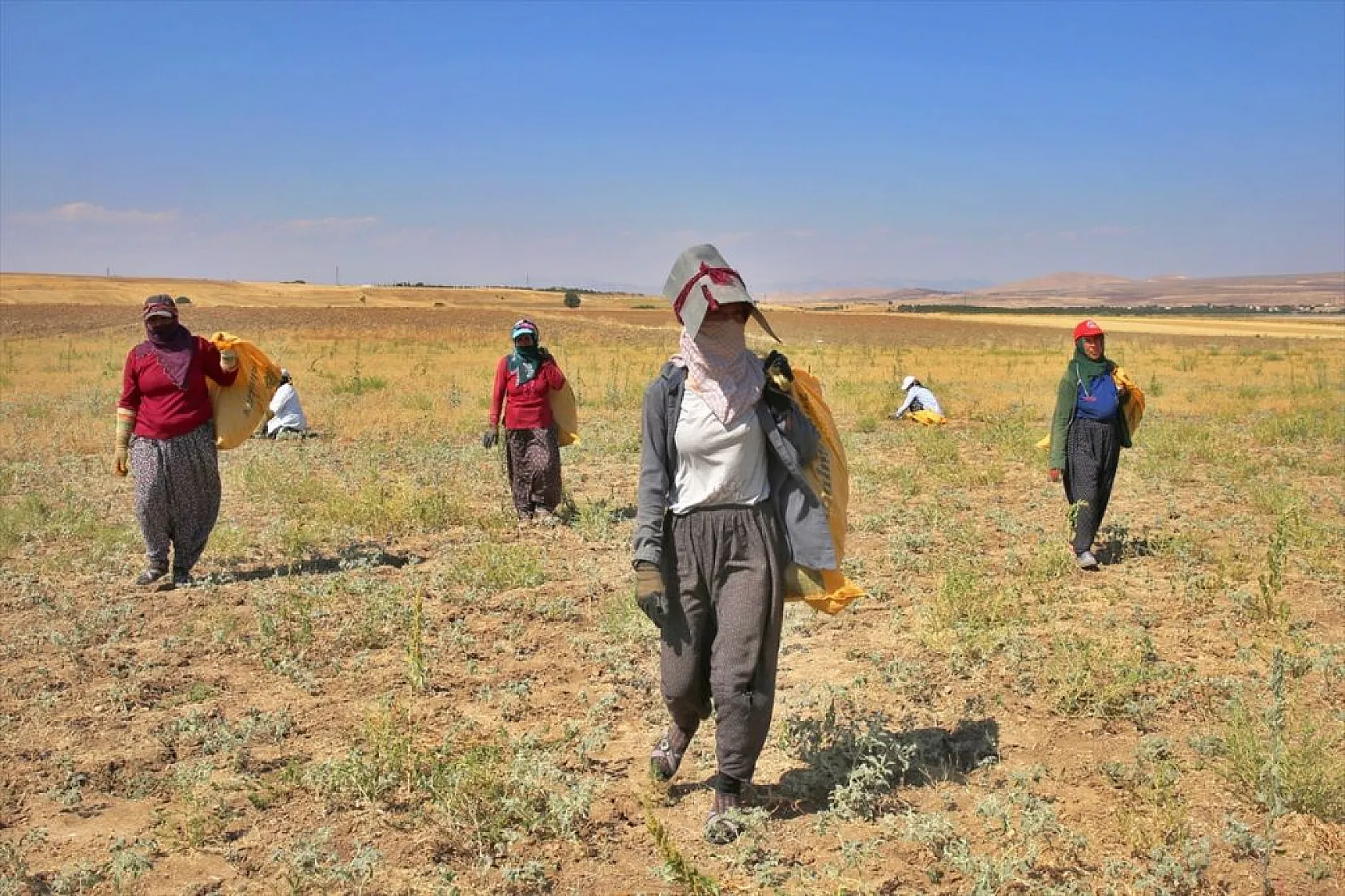 Kadınların bunaltıcı sıcakta çörek otu mesaisi