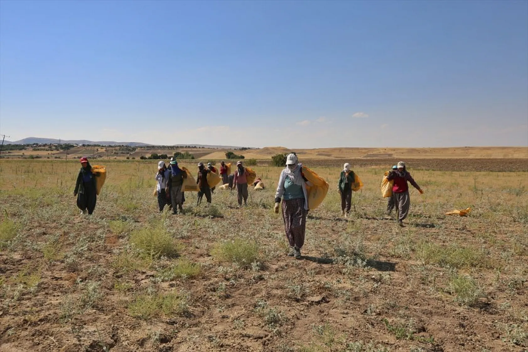 Kadınların bunaltıcı sıcakta çörek otu mesaisi
