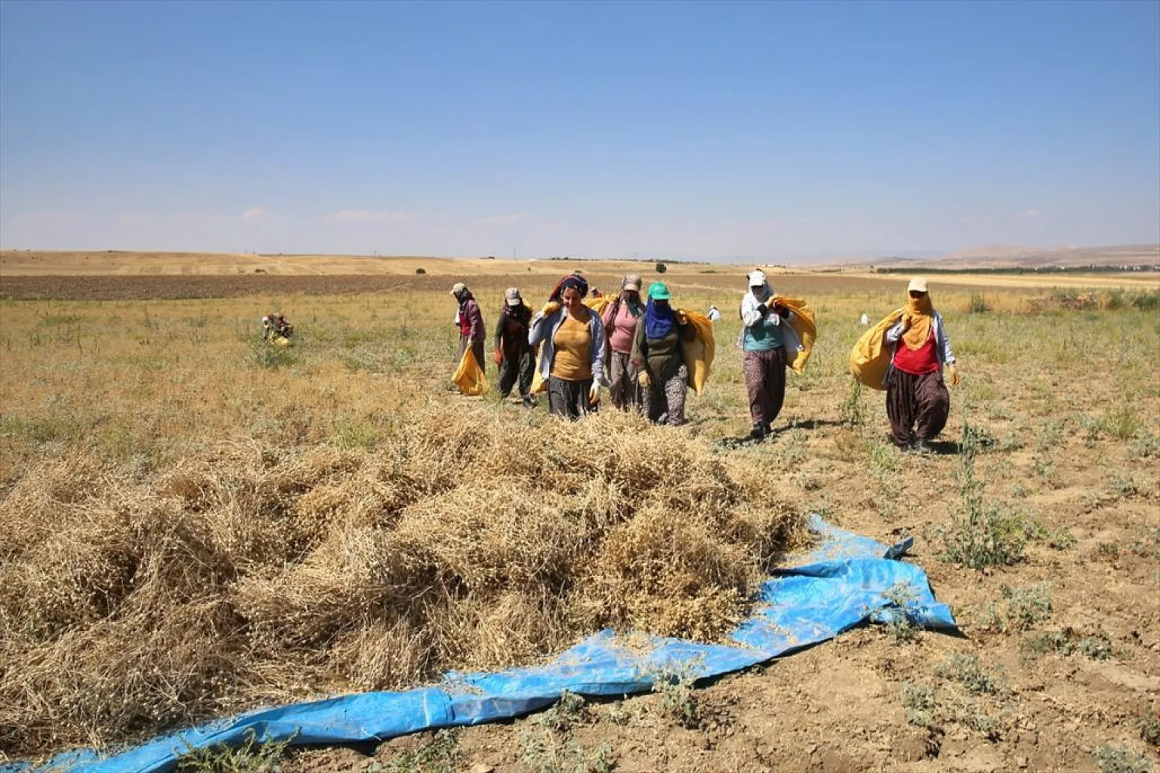 Kadınların bunaltıcı sıcakta çörek otu mesaisi