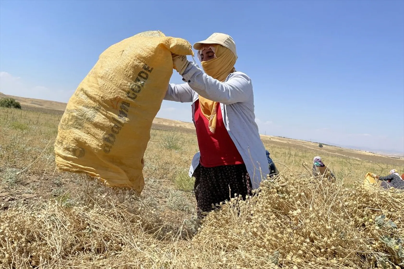 Kadınların bunaltıcı sıcakta çörek otu mesaisi