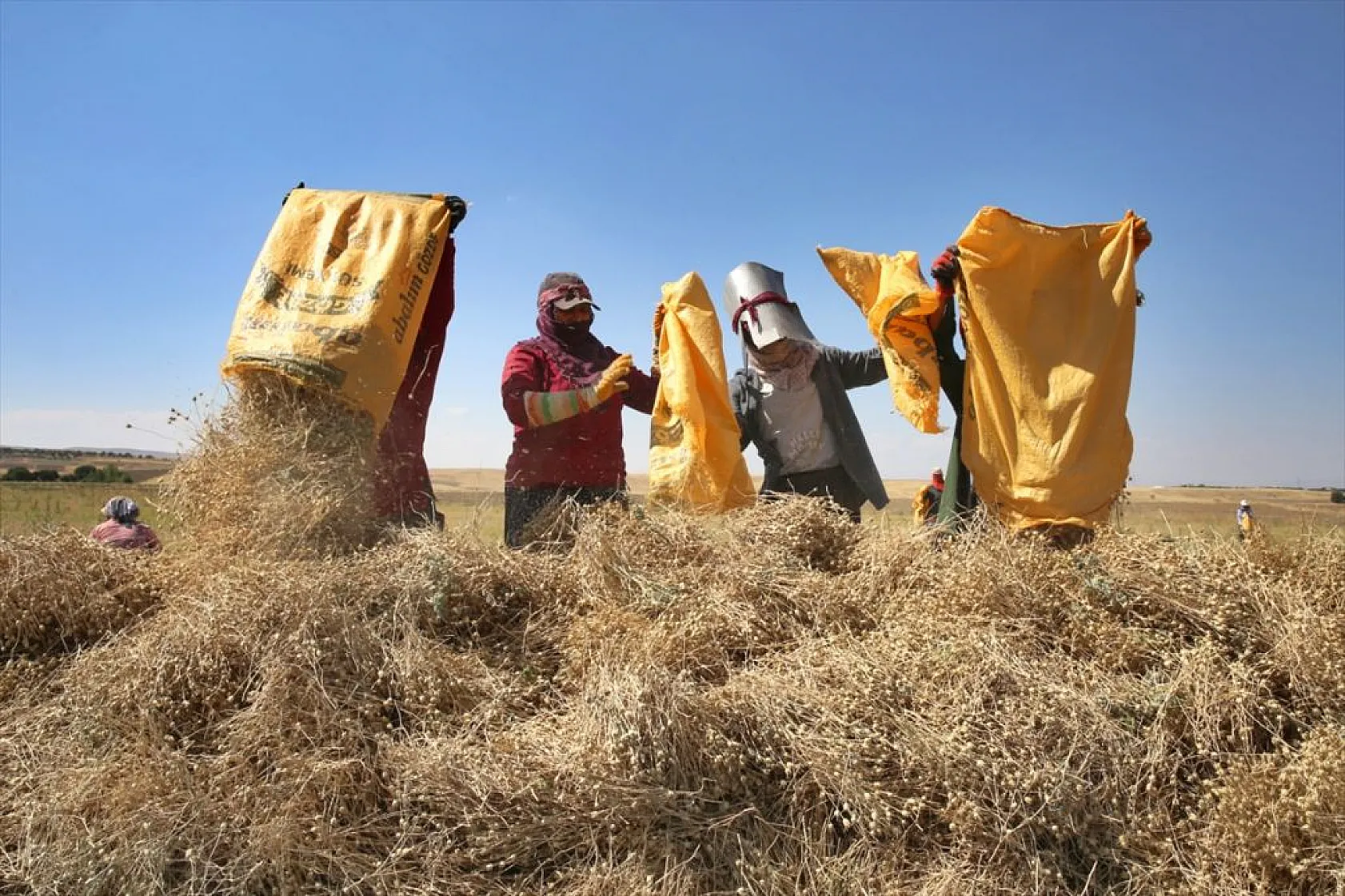 Kadınların bunaltıcı sıcakta çörek otu mesaisi