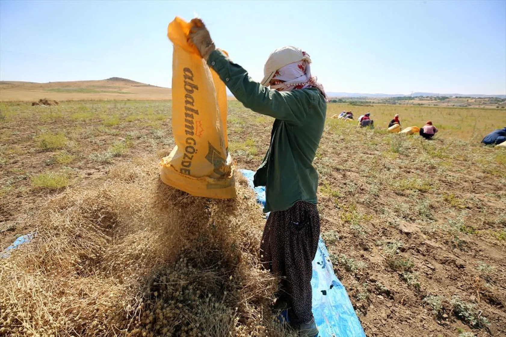 Kadınların bunaltıcı sıcakta çörek otu mesaisi