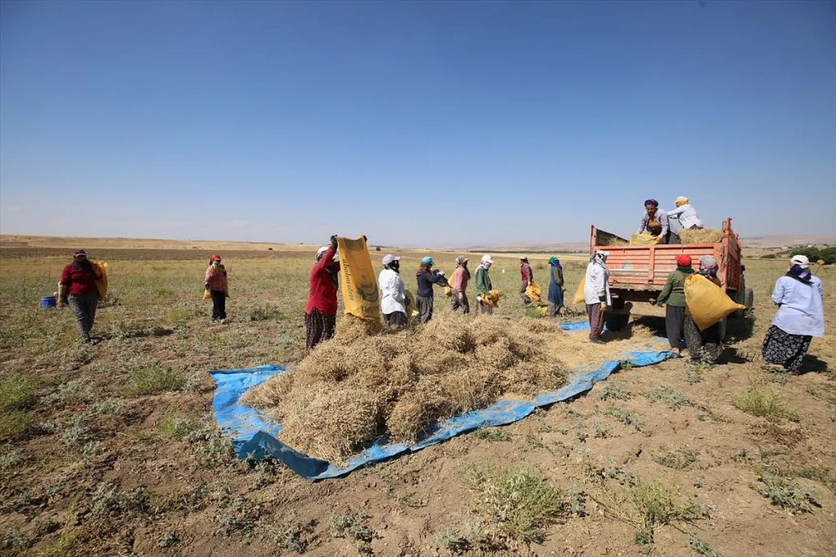 Kadınların bunaltıcı sıcakta çörek otu mesaisi