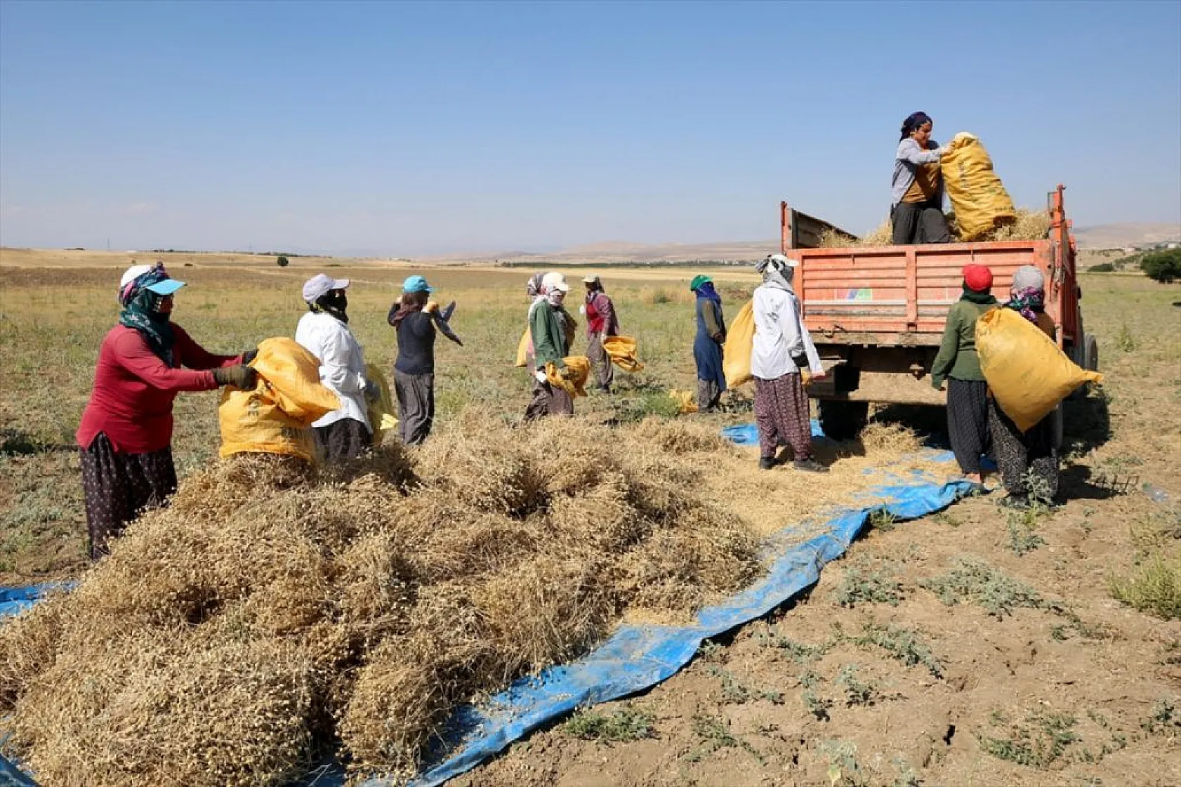 Kadınların bunaltıcı sıcakta çörek otu mesaisi