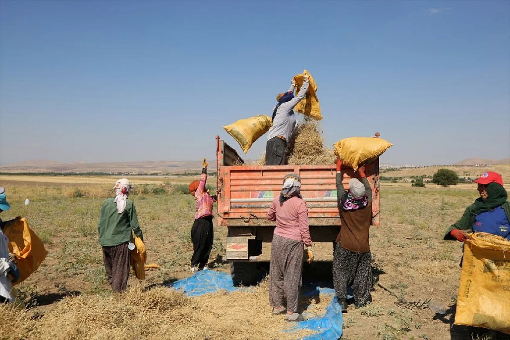 Kadınların bunaltıcı sıcakta çörek otu mesaisi