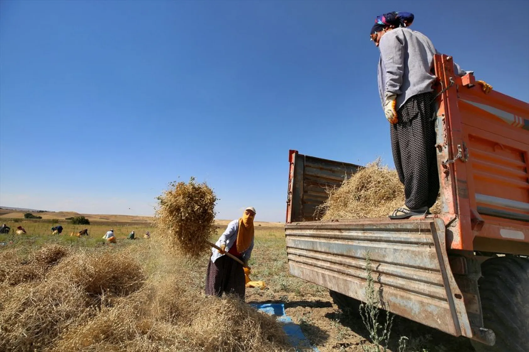 Kadınların bunaltıcı sıcakta çörek otu mesaisi
