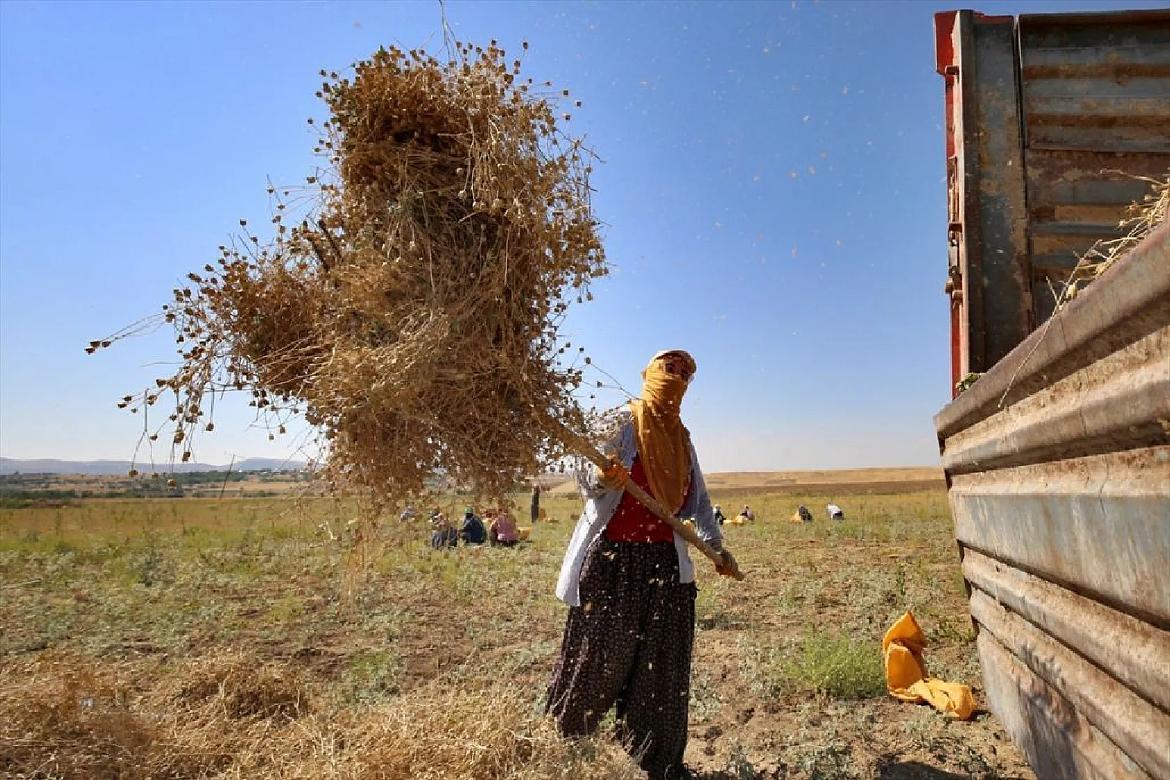 Kadınların bunaltıcı sıcakta çörek otu mesaisi