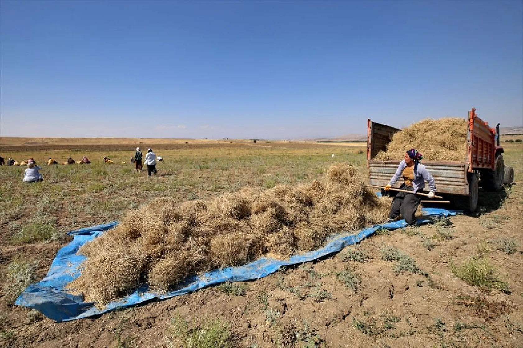 Kadınların bunaltıcı sıcakta çörek otu mesaisi