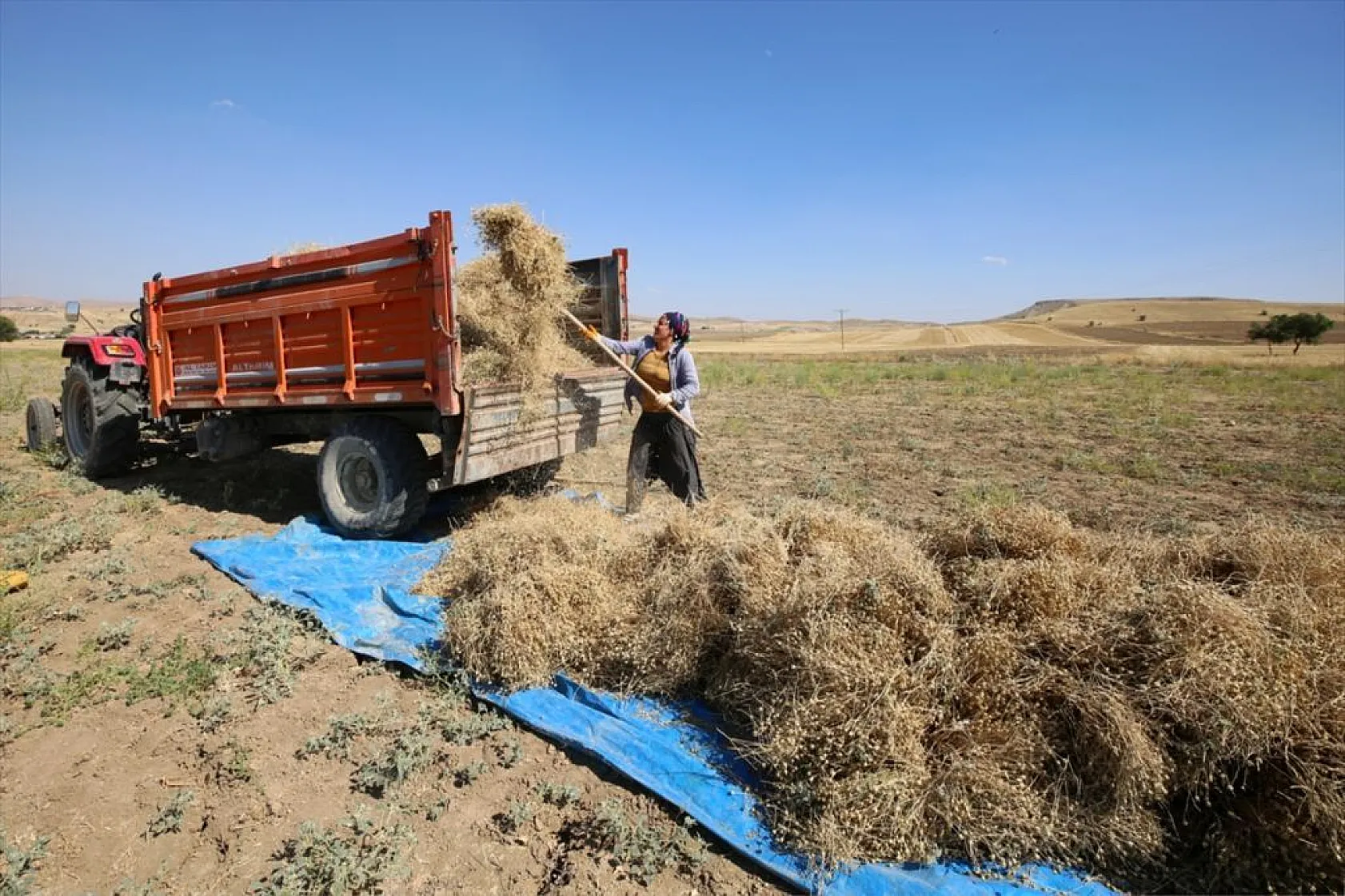 Kadınların bunaltıcı sıcakta çörek otu mesaisi