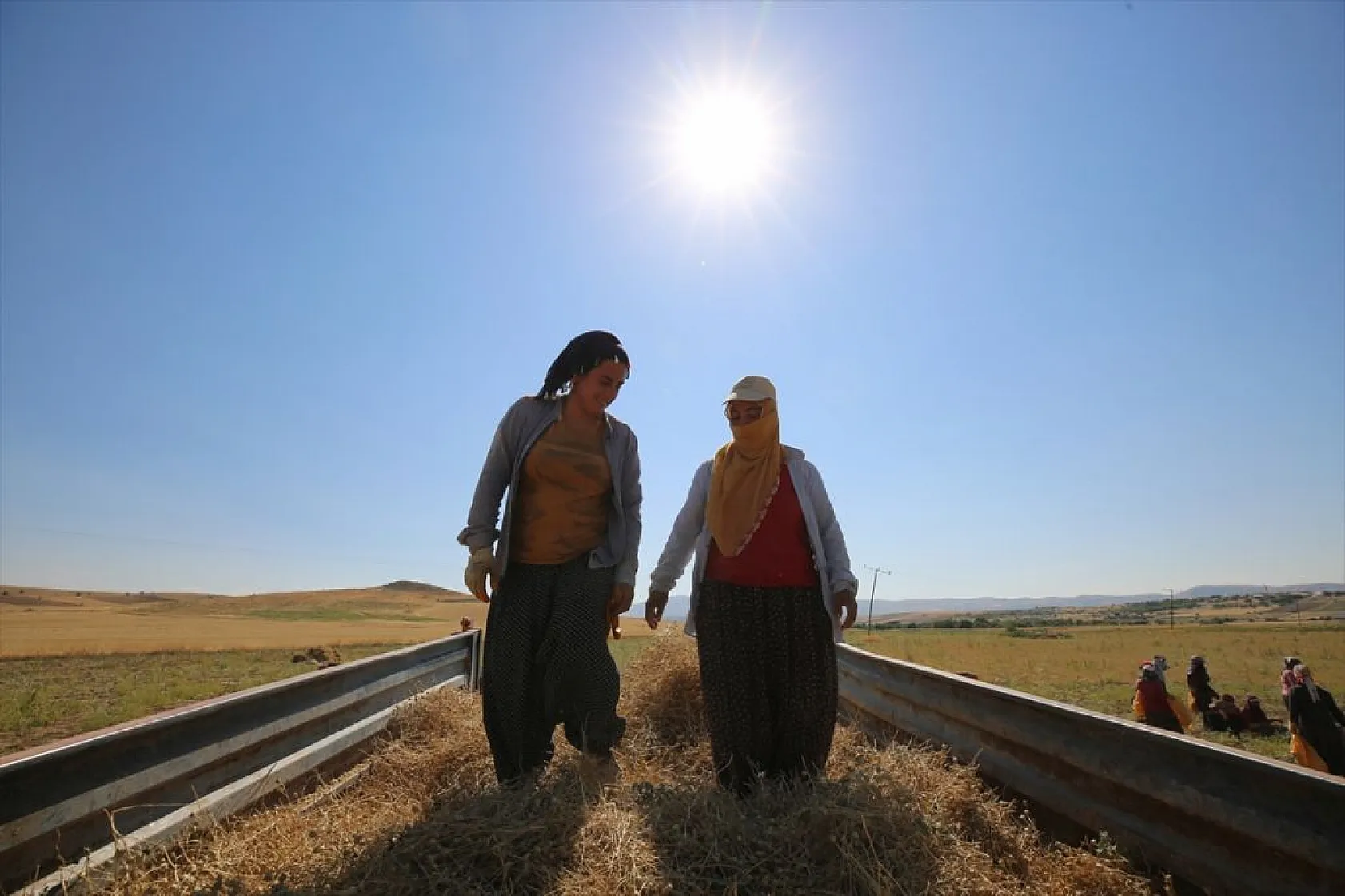 Kadınların bunaltıcı sıcakta çörek otu mesaisi