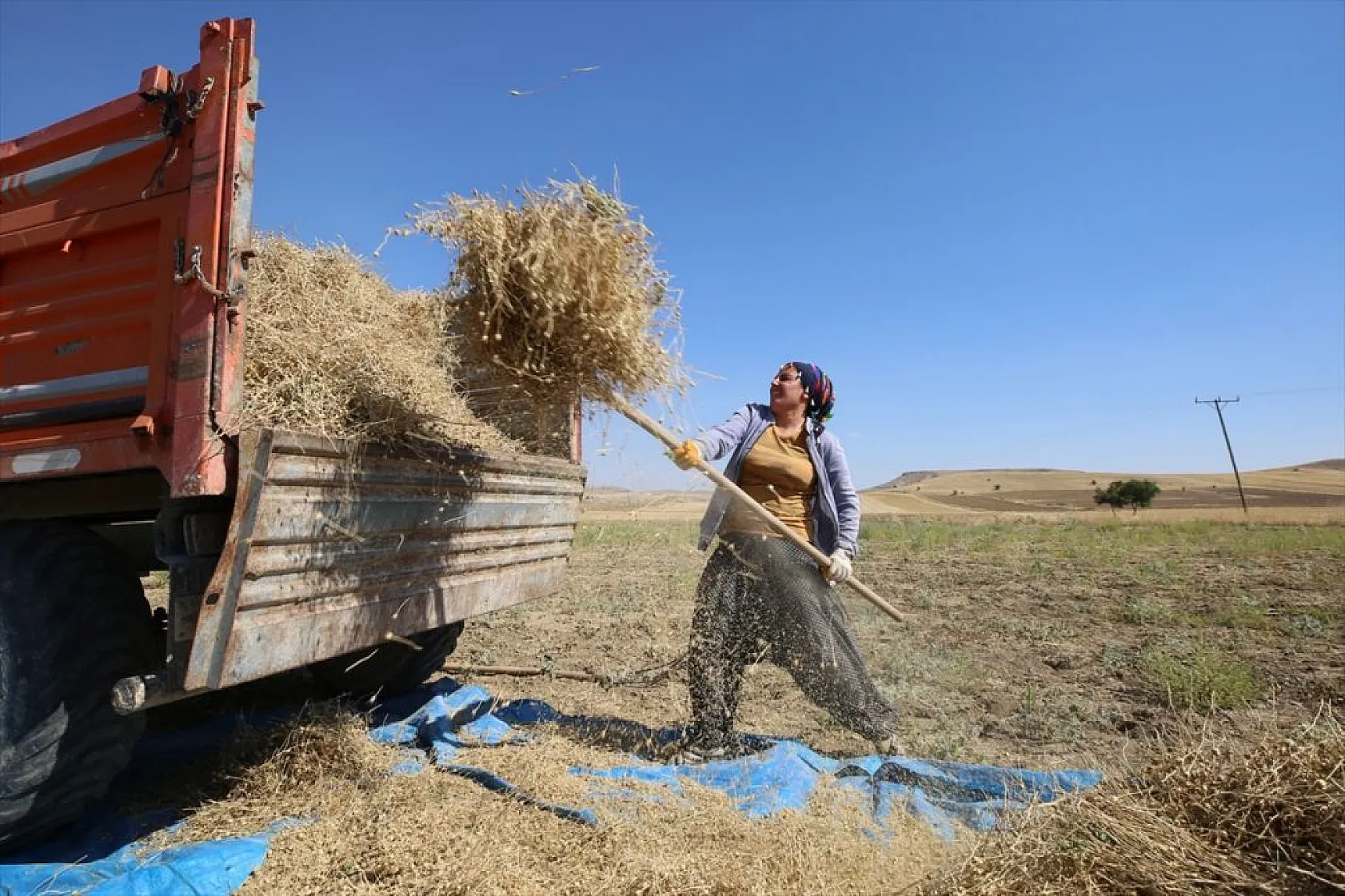 Kadınların bunaltıcı sıcakta çörek otu mesaisi